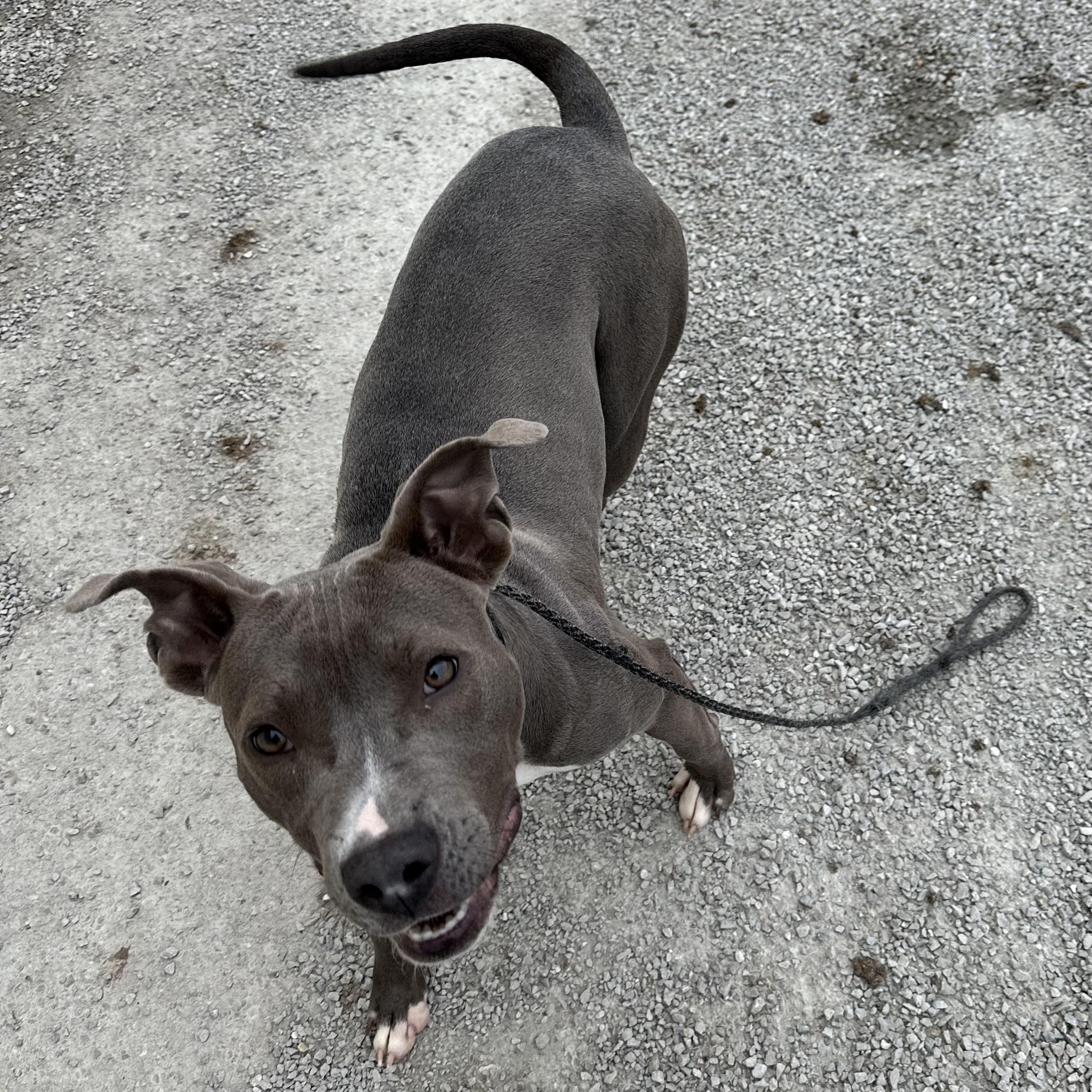 Eve, a Adoptable mixed breed in Trenton, MO image 2/4