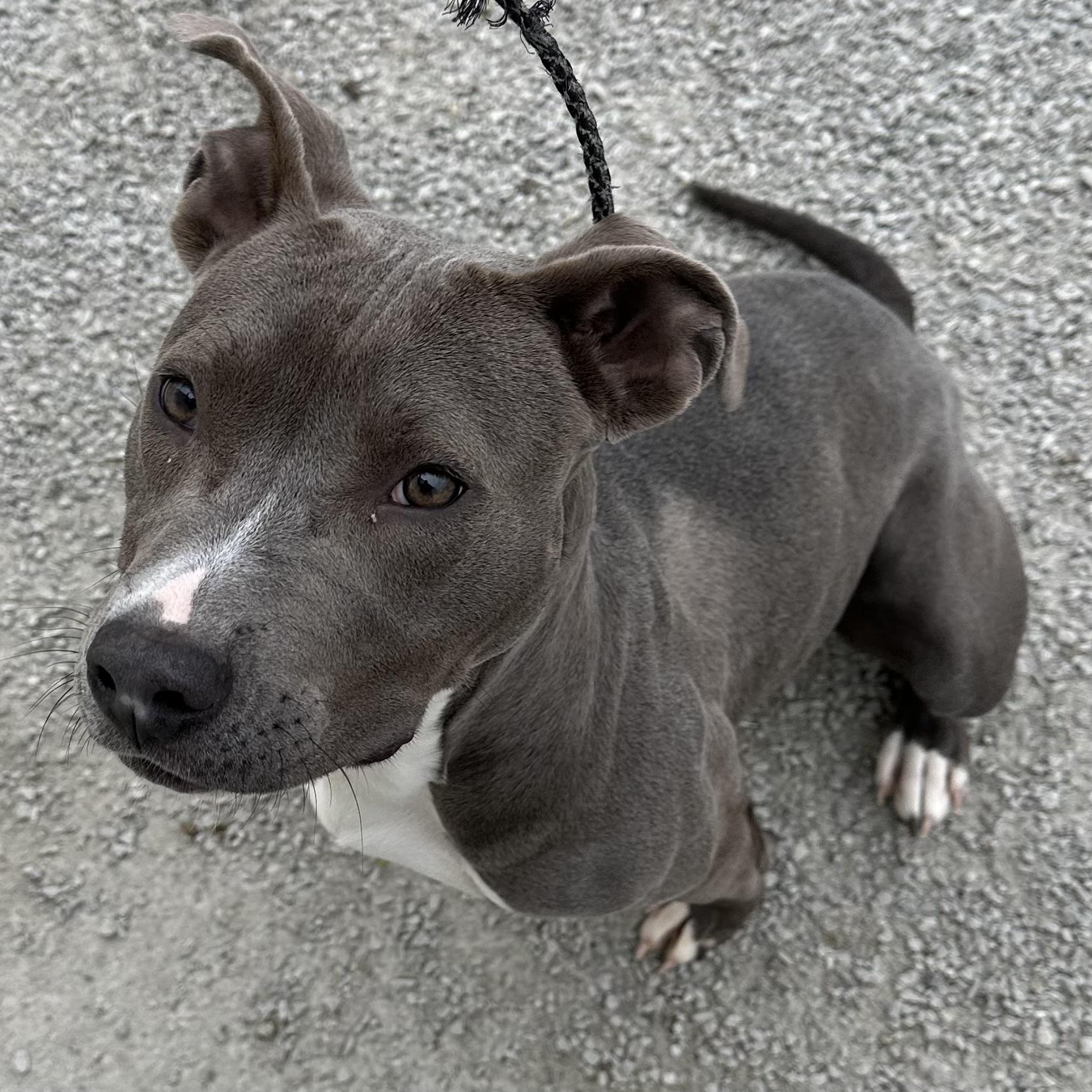 Eve, a Adoptable mixed breed in Trenton, MO image 4/4