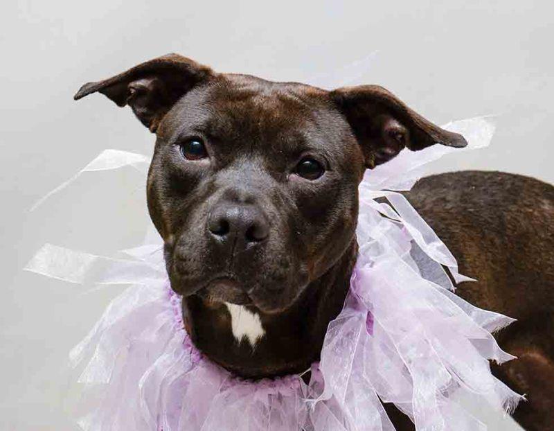 Duchess, ADOPTABLE, Adult Female Terrier.