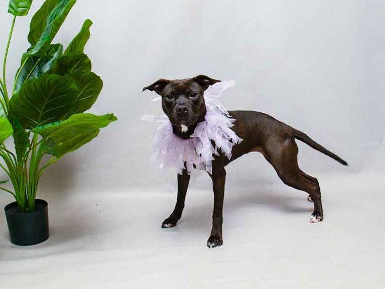 Enlarge Duchess, a ADOPTABLE mixed breed in Sanford, FL image 2/2