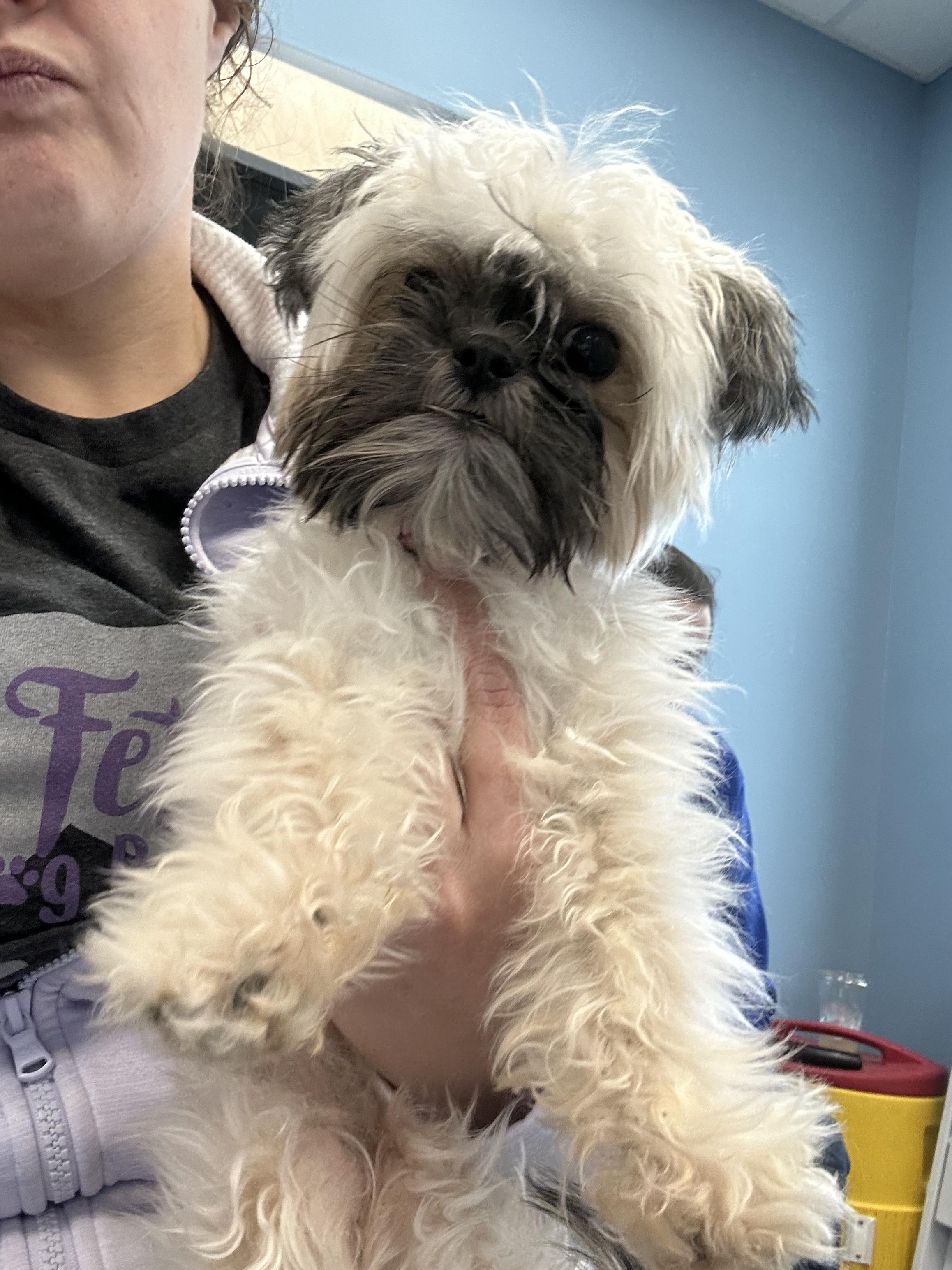 Dryer Lint, a ADOPTABLE mixed breed in Indianapolis, IN image 6/6