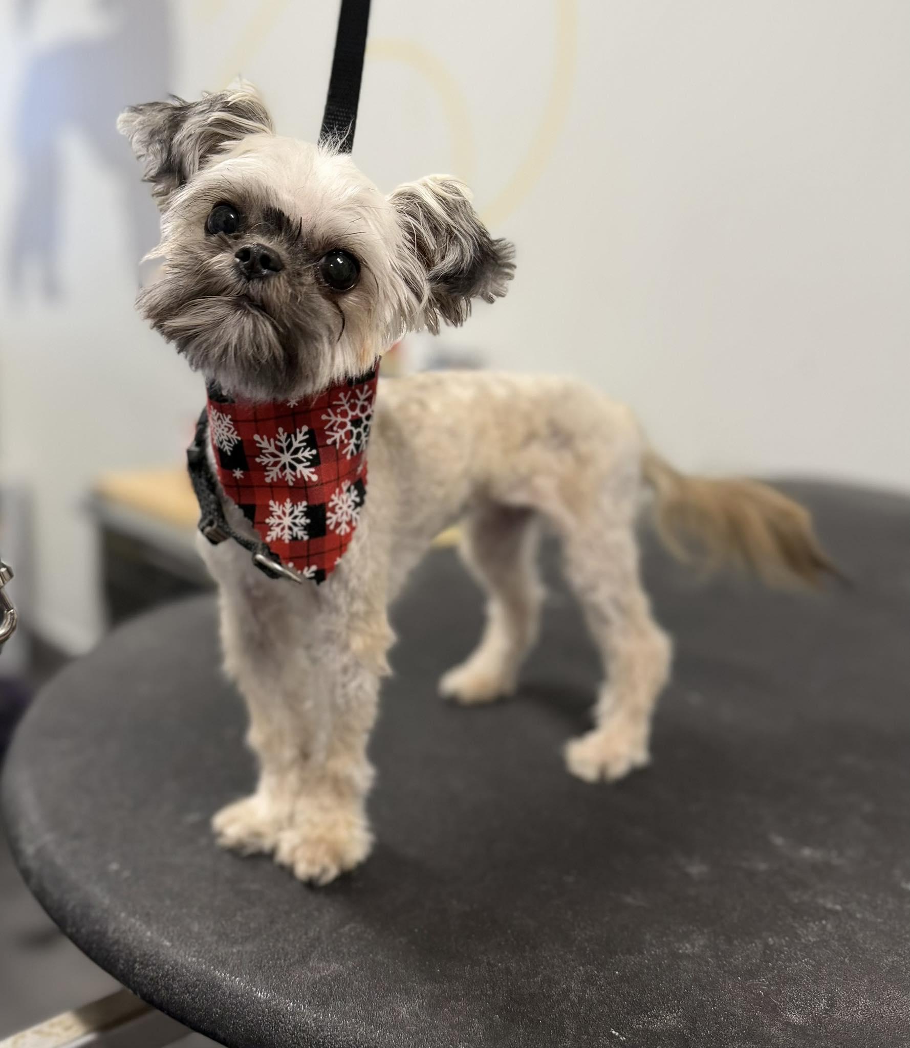 Dryer Lint, ADOPTABLE, Young Female Shih Tzu & Chihuahua.