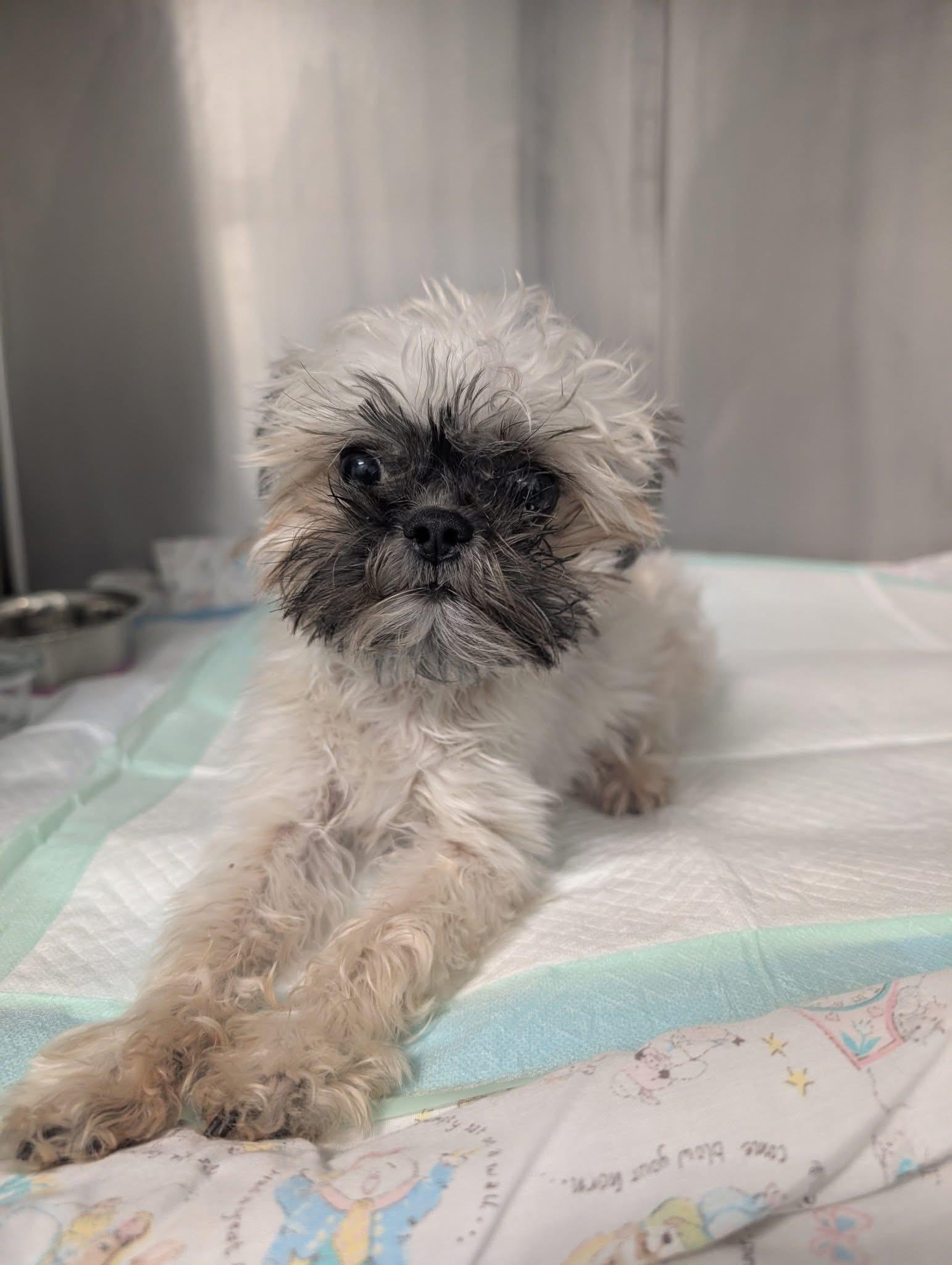 Dryer Lint, a ADOPTABLE mixed breed in Indianapolis, IN image 4/6