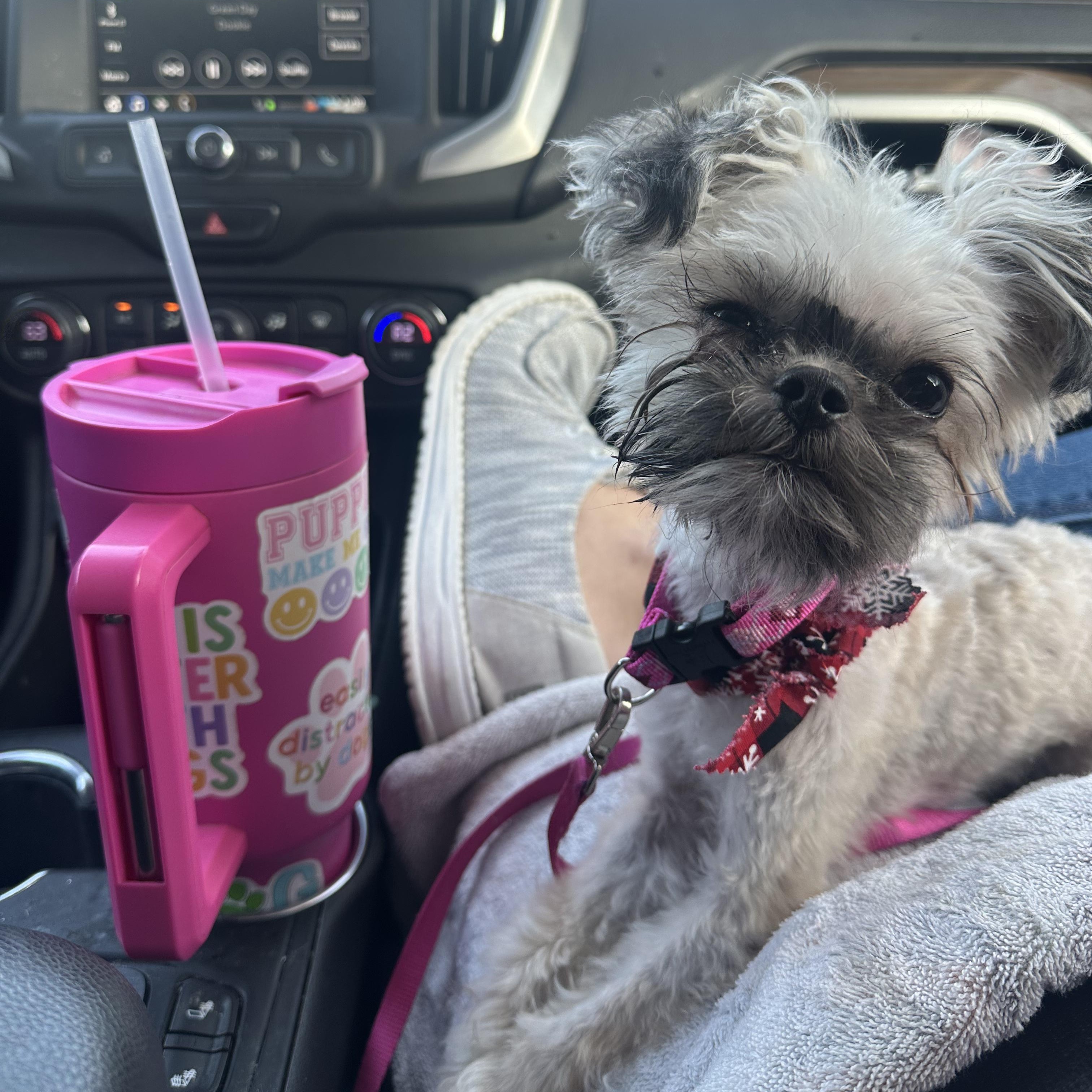 Dryer Lint, a ADOPTABLE mixed breed in Indianapolis, IN image 3/6