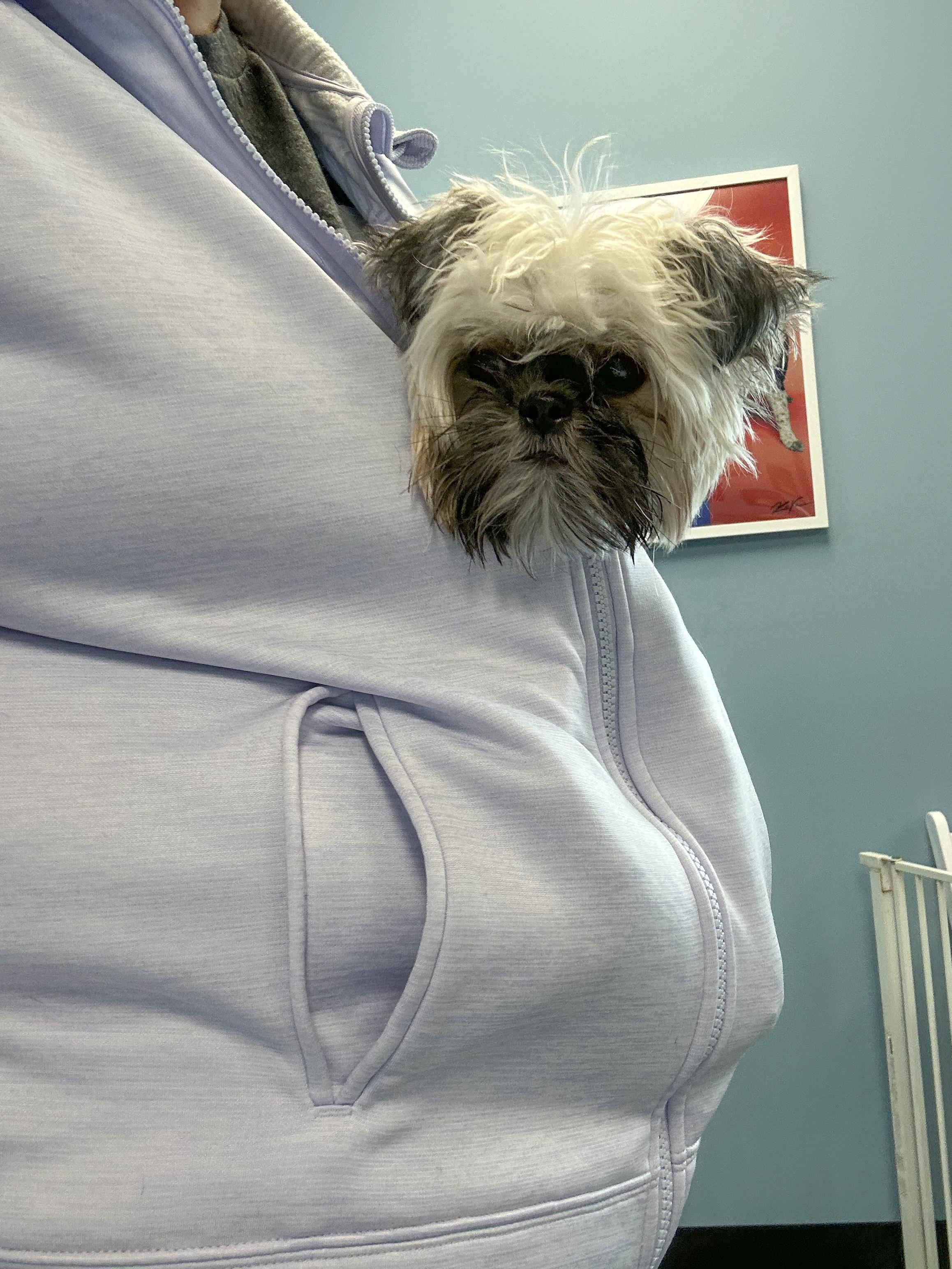 Dryer Lint, a ADOPTABLE mixed breed in Indianapolis, IN image 2/6