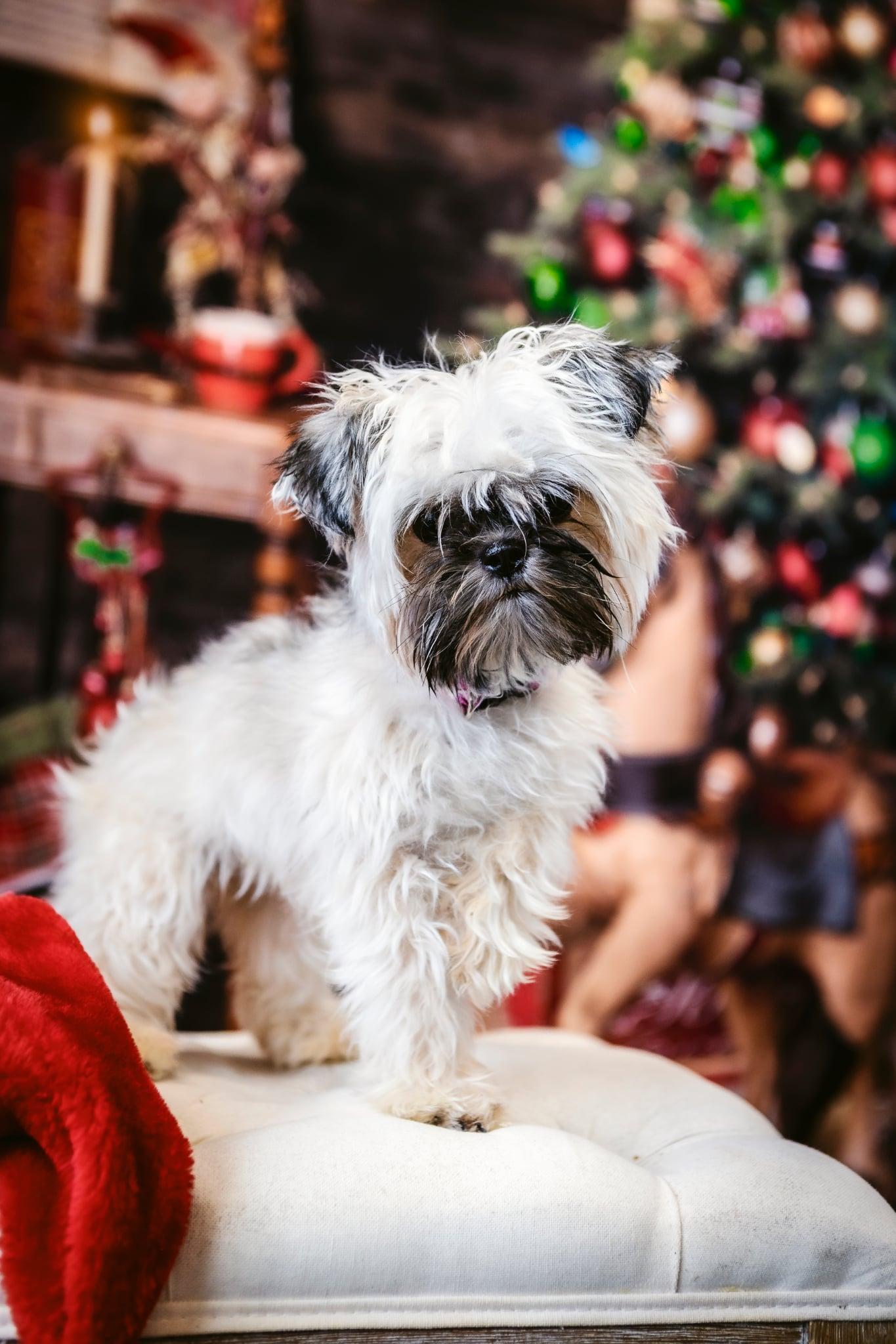 Dryer Lint, a ADOPTABLE mixed breed in Indianapolis, IN image 5/6