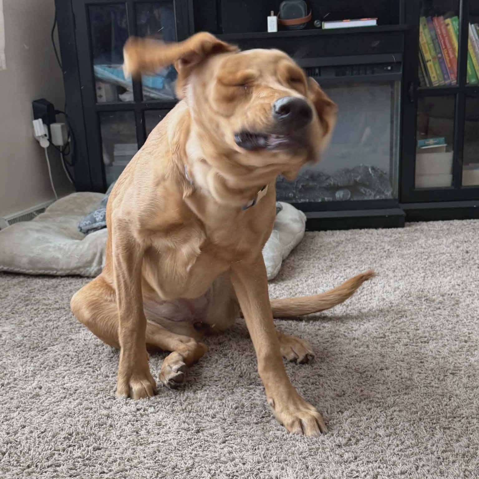 Enlarge Ellie, an adopted mixed breed in Watertown, WI image 3/3