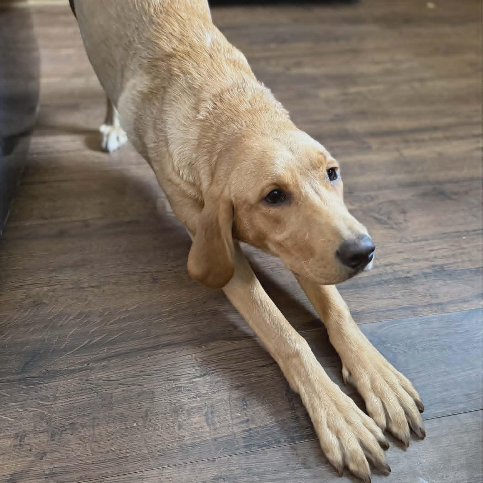 Enlarge Ellie, an adopted mixed breed in Watertown, WI image 2/3