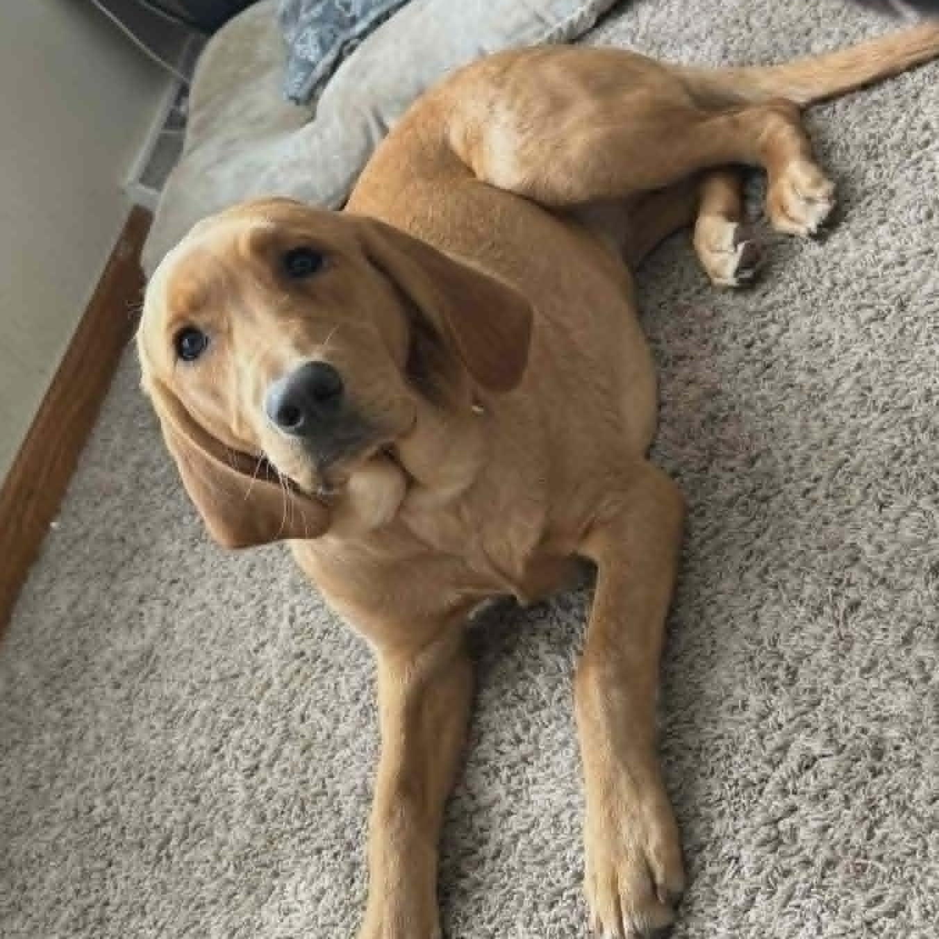 Enlarge Ellie, an adopted mixed breed in Watertown, WI image 1/3