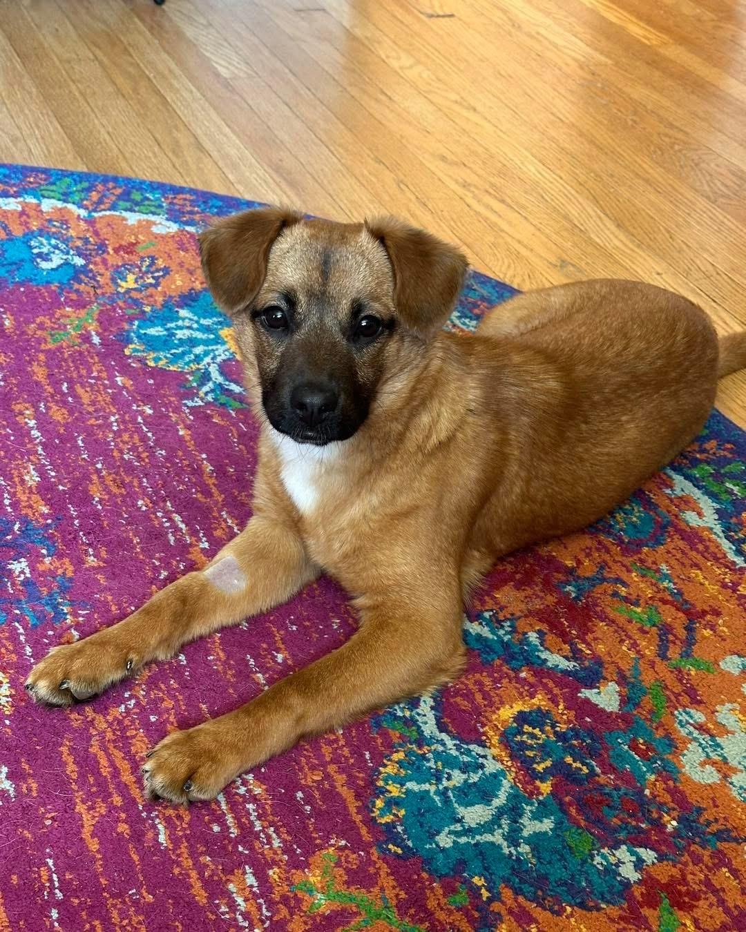 Enlarge Jonas, a ADOPTABLE mixed breed in Louisville, KY image 3/6