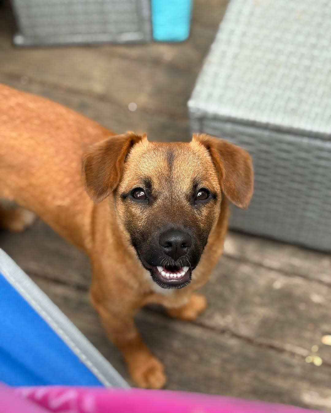 Jonas, ADOPTABLE, Young Male Black Mouth Cur & Mixed Breed.