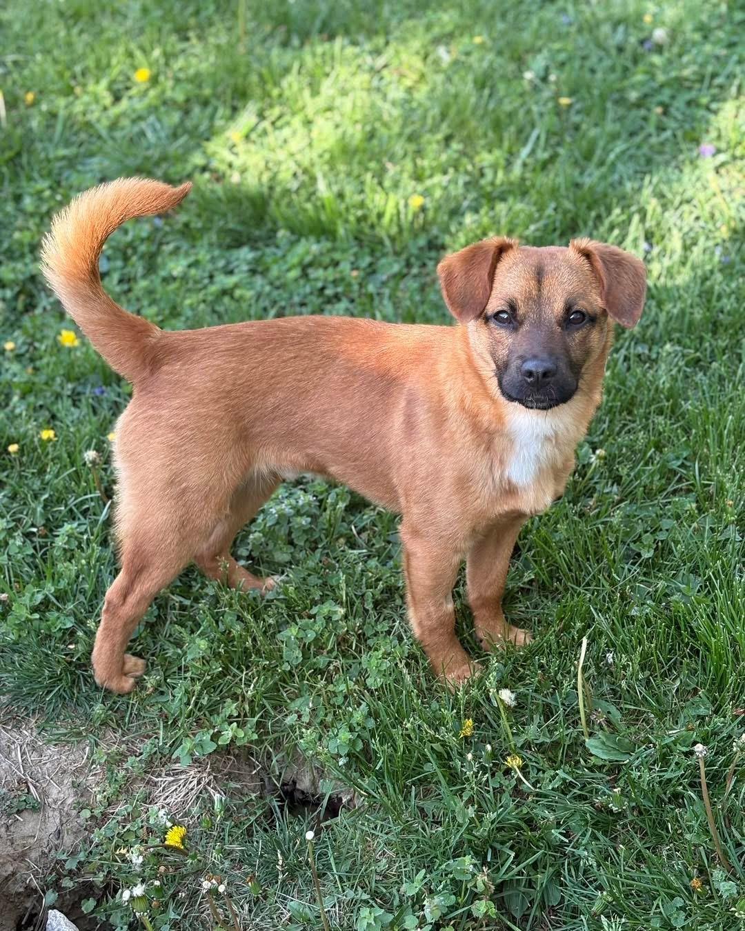 Enlarge Jonas, a ADOPTABLE mixed breed in Louisville, KY image 6/6