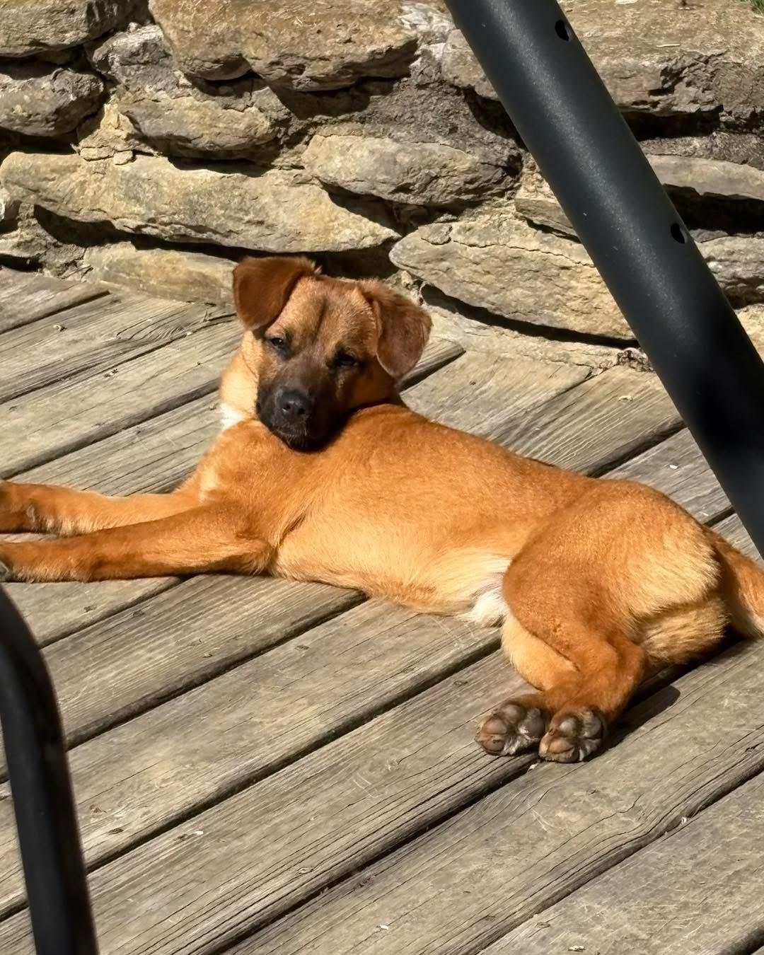 Enlarge Jonas, a ADOPTABLE mixed breed in Louisville, KY image 5/6