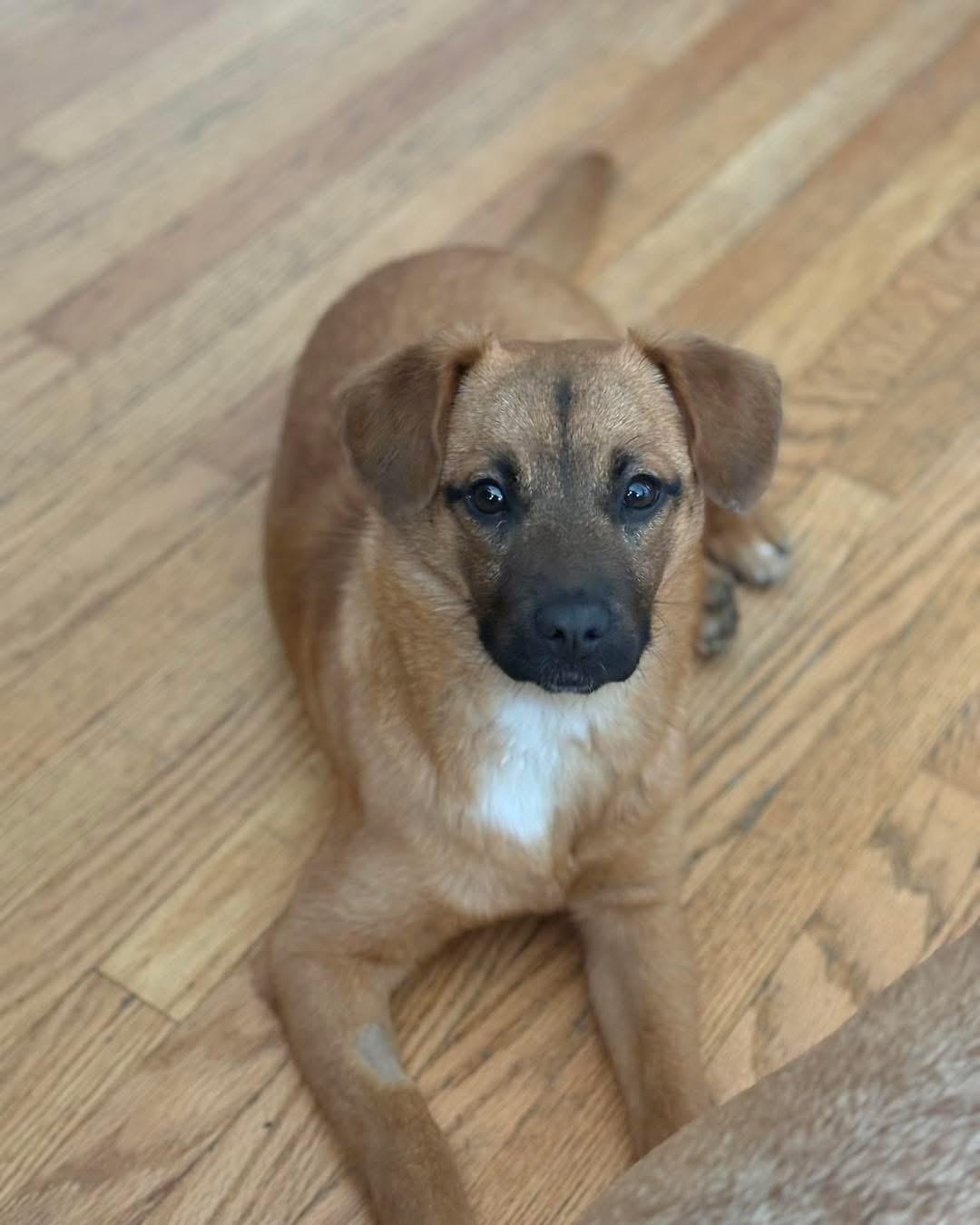 Enlarge Jonas, a ADOPTABLE mixed breed in Louisville, KY image 2/6