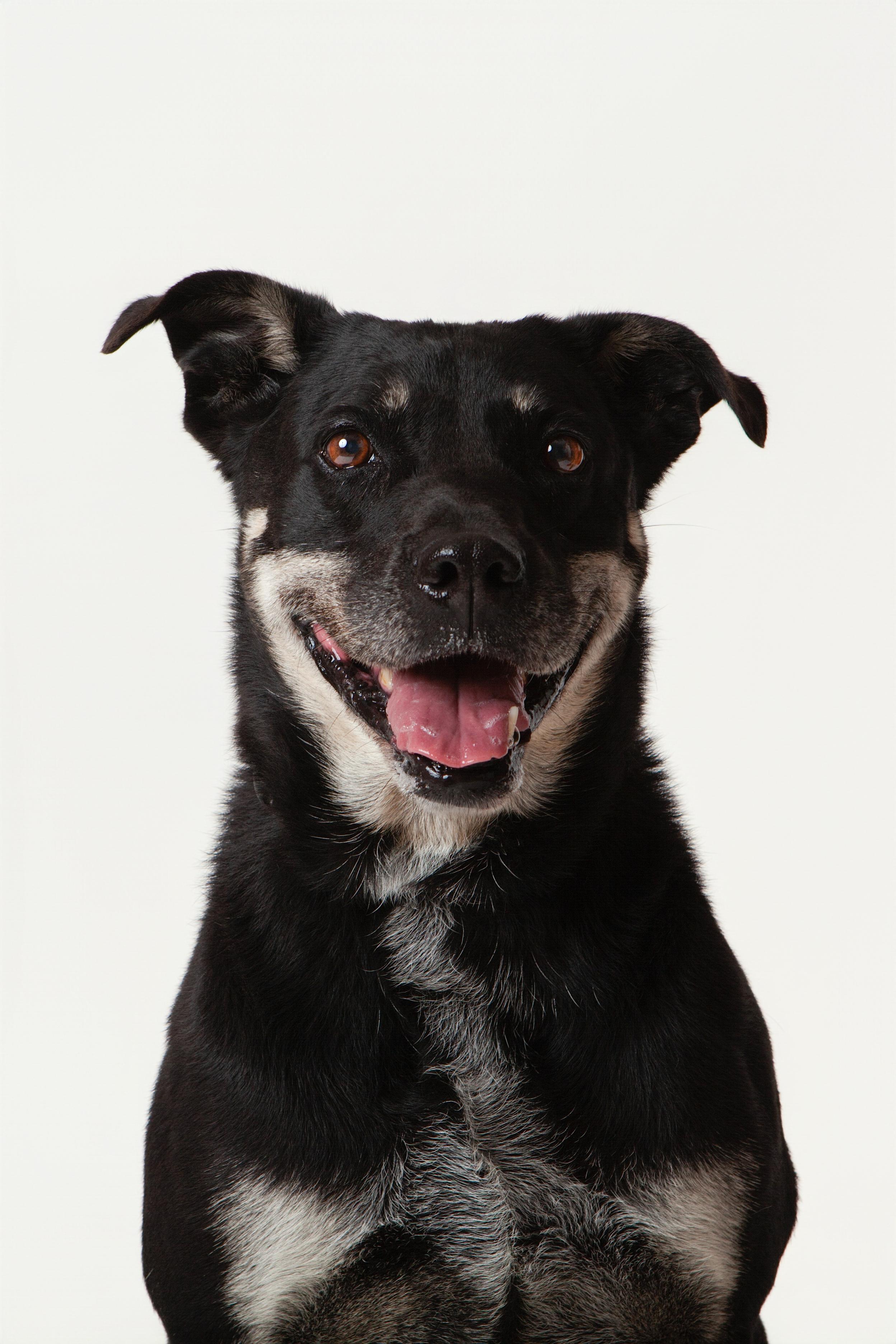 Tesla, a Adoptable mixed breed in Guthrie, OK image 4/6