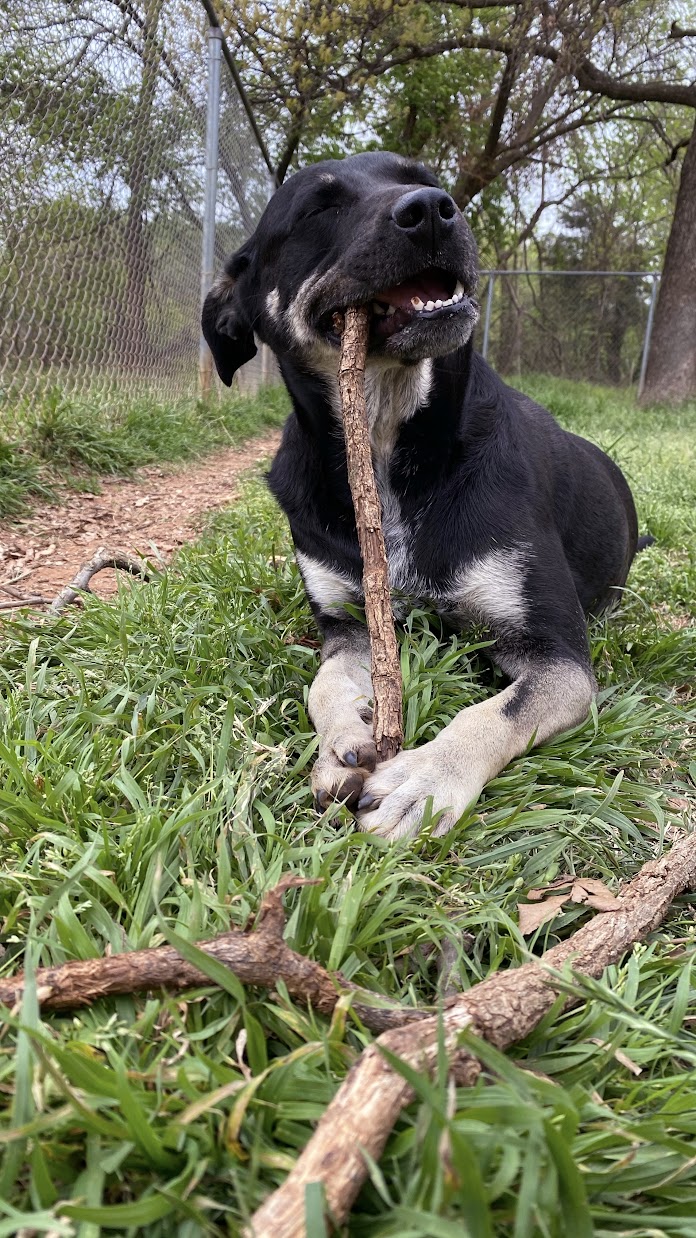 Tesla, a Adoptable mixed breed in Guthrie, OK image 5/5