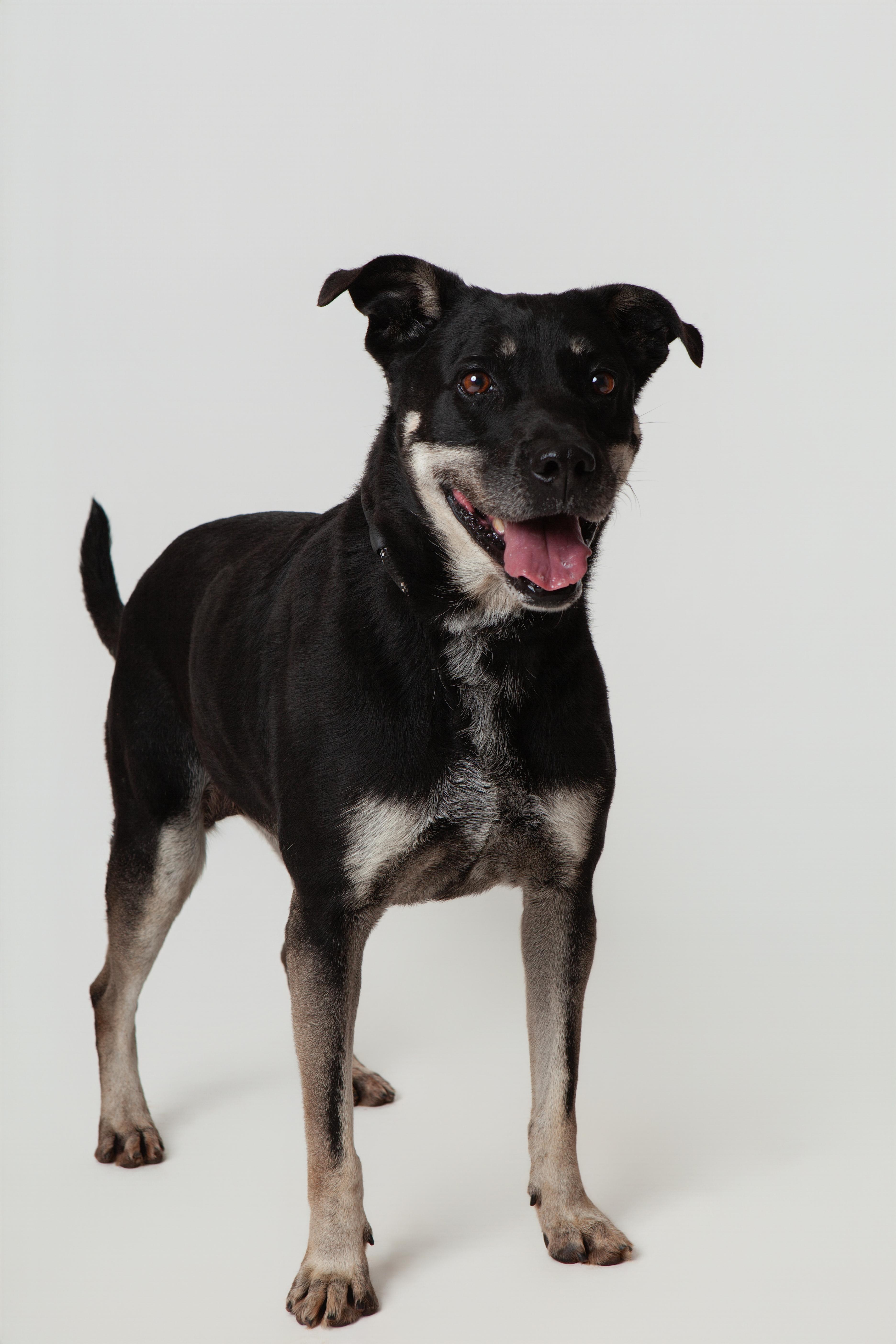 Tesla, a Adoptable mixed breed in Guthrie, OK image 3/6