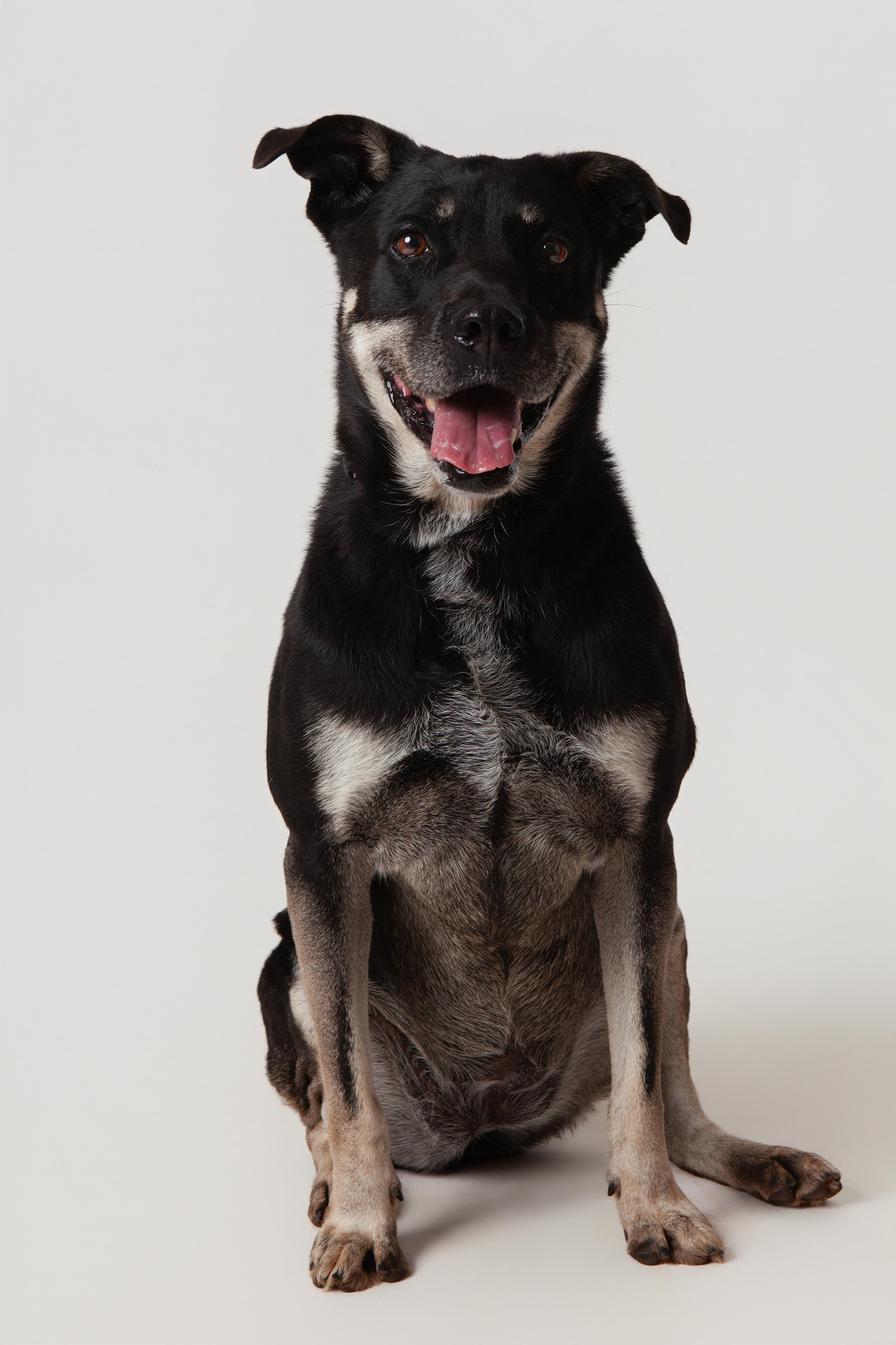 Tesla, a Adoptable mixed breed in Guthrie, OK image 2/6