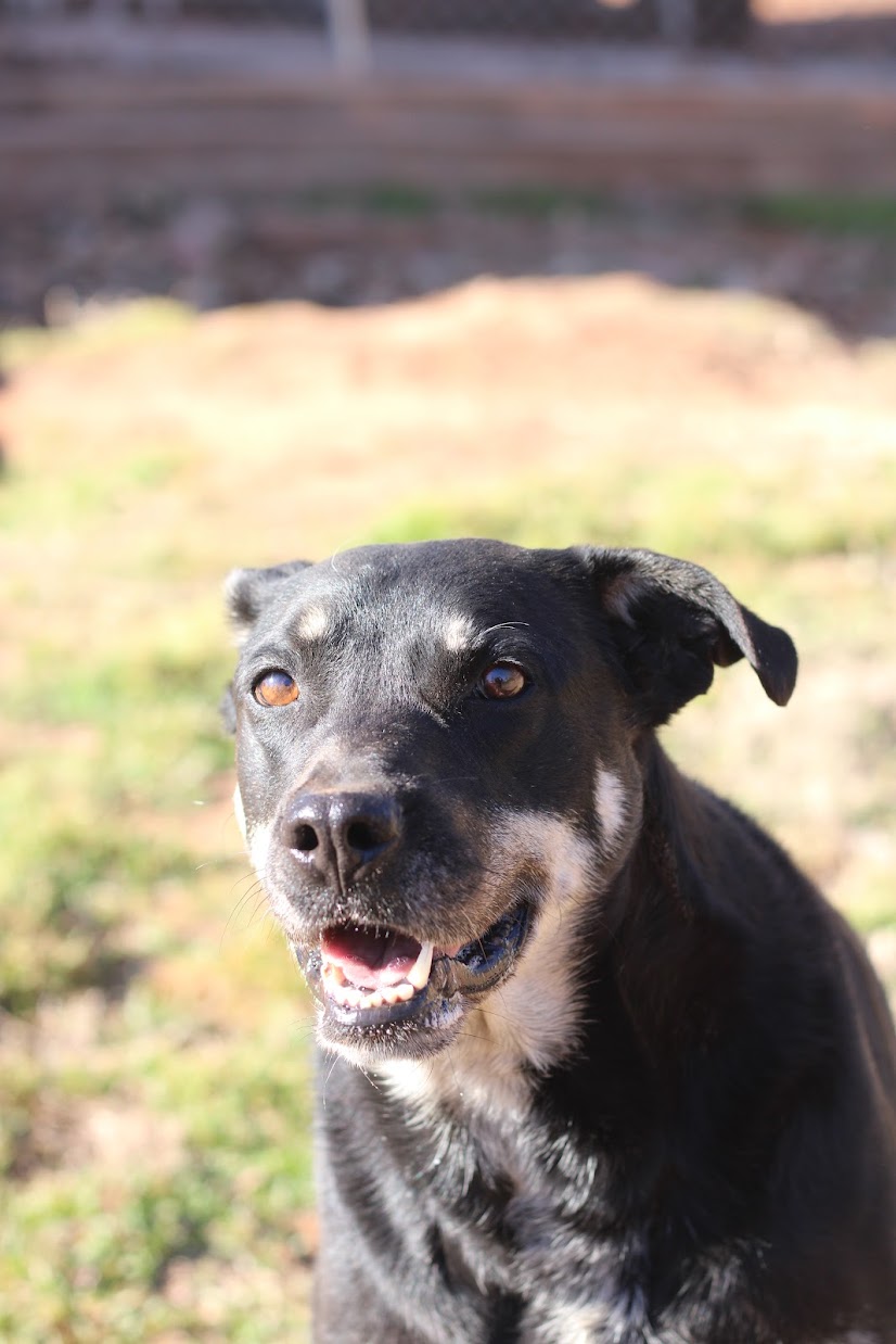 Tesla, a Adoptable mixed breed in Guthrie, OK image 4/5