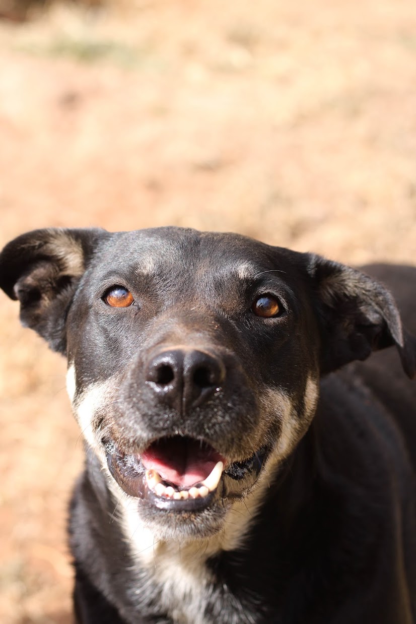 Tesla, a Adoptable mixed breed in Guthrie, OK image 1/5