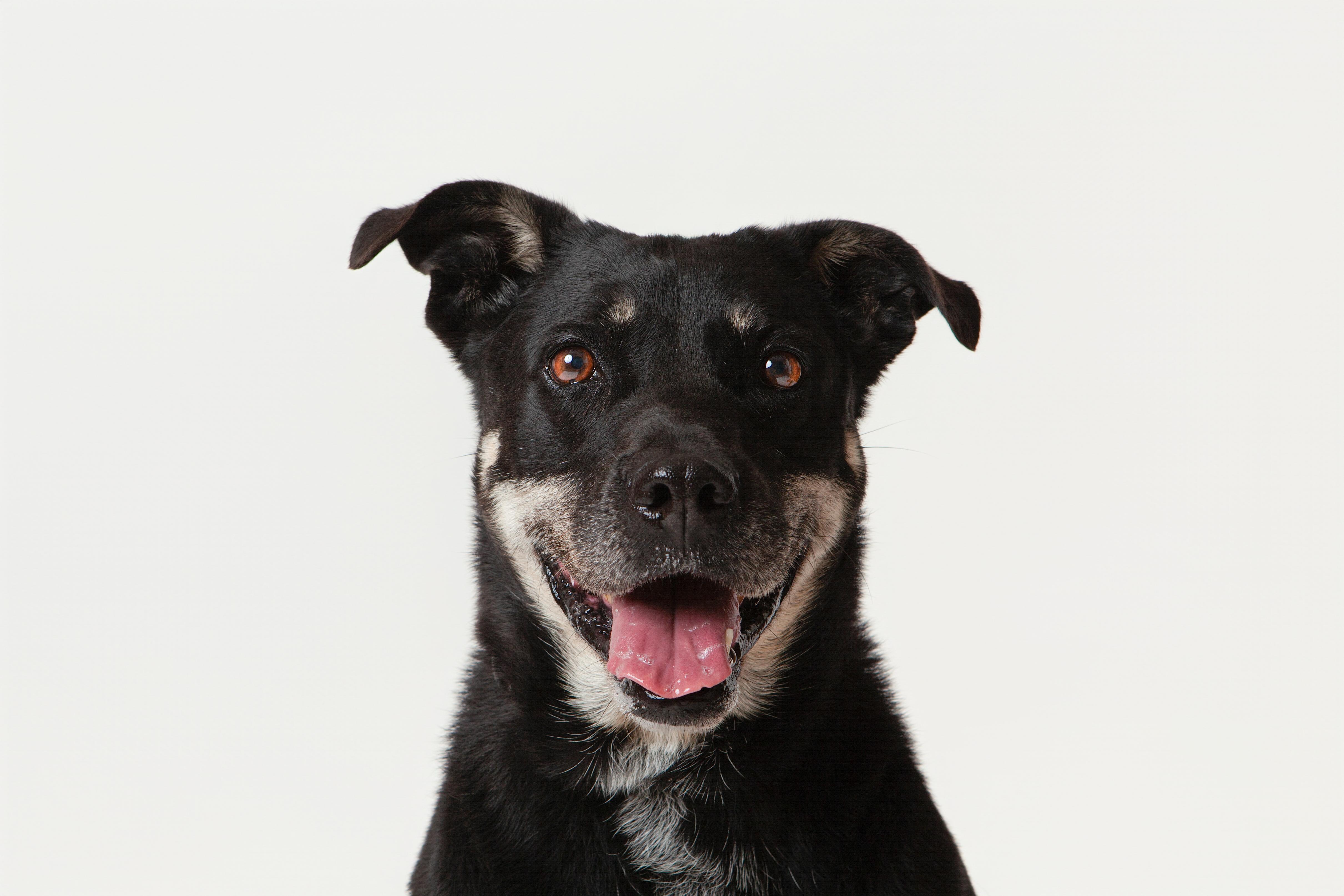 Tesla, Adoptable, Adult Female Shepherd & Pit Bull Terrier.