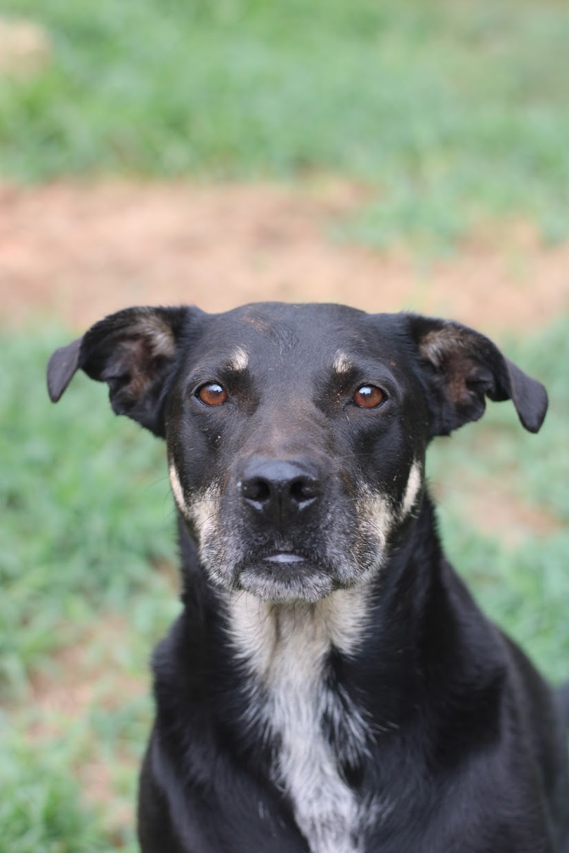 Tesla, a Adoptable mixed breed in Guthrie, OK image 3/5