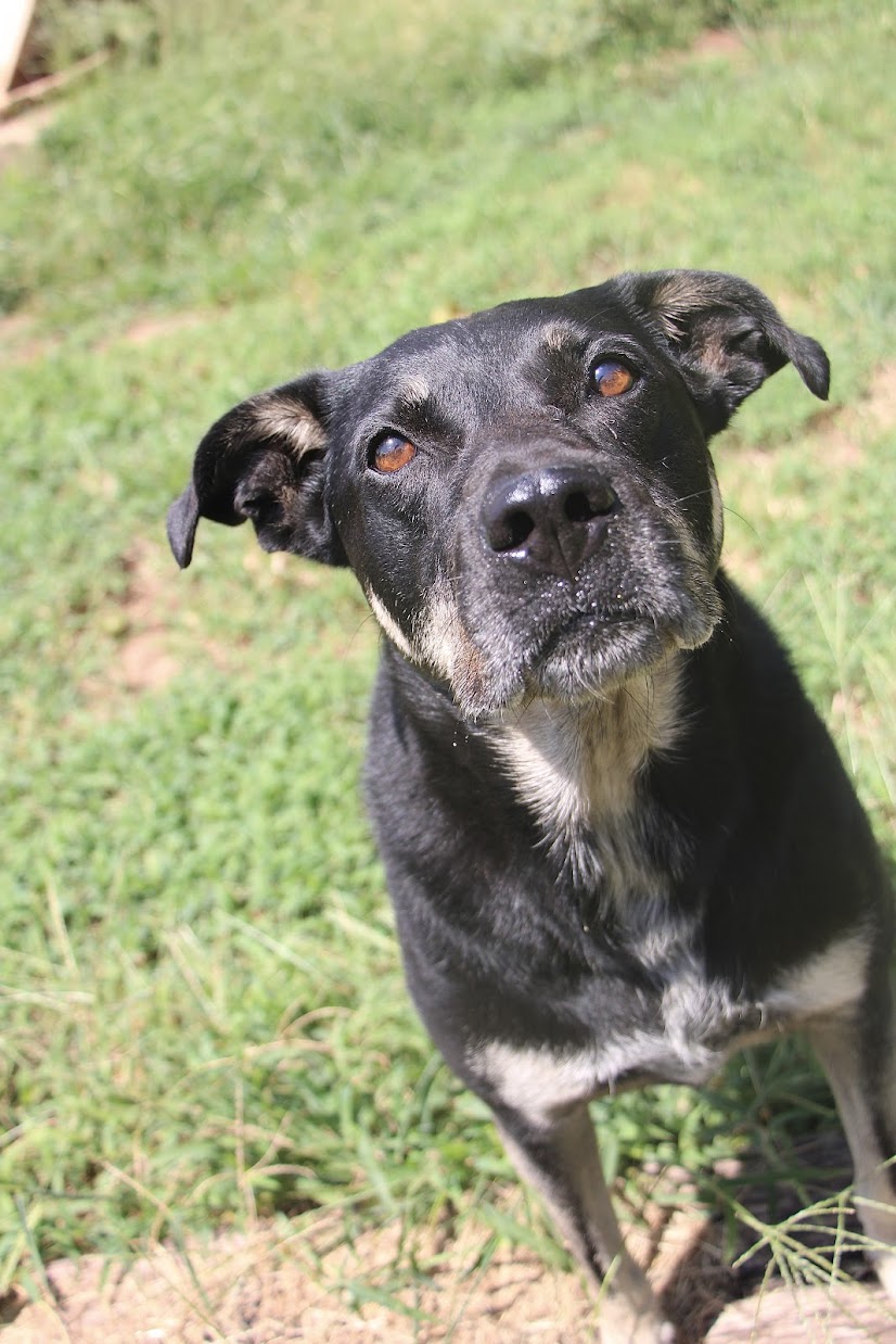 Tesla, a Adoptable mixed breed in Guthrie, OK image 2/5