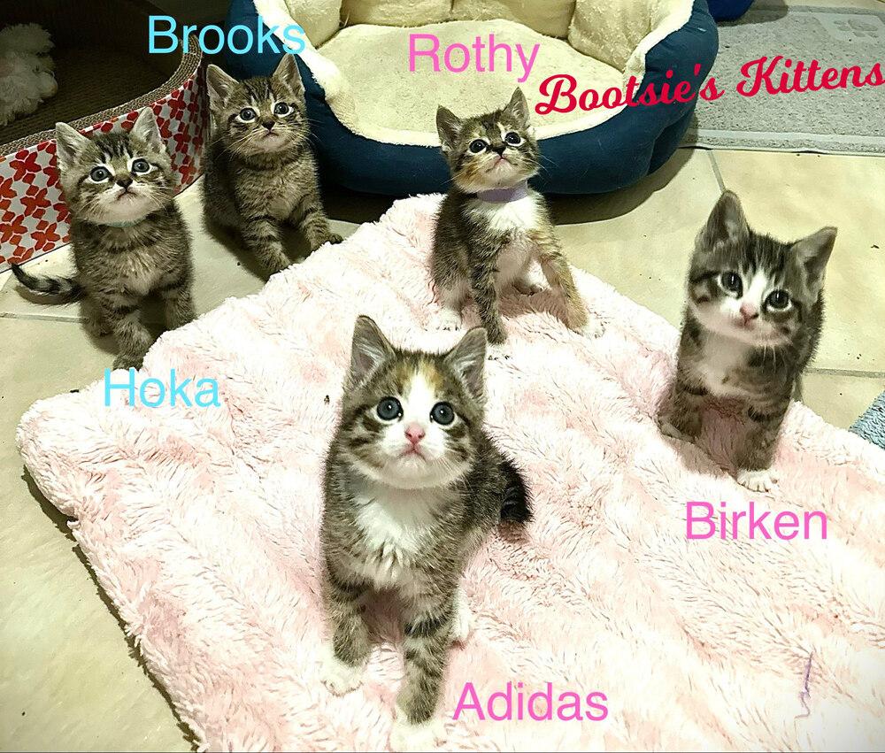 Birkin, Adoptable, Kitten Female Domestic Short Hair.