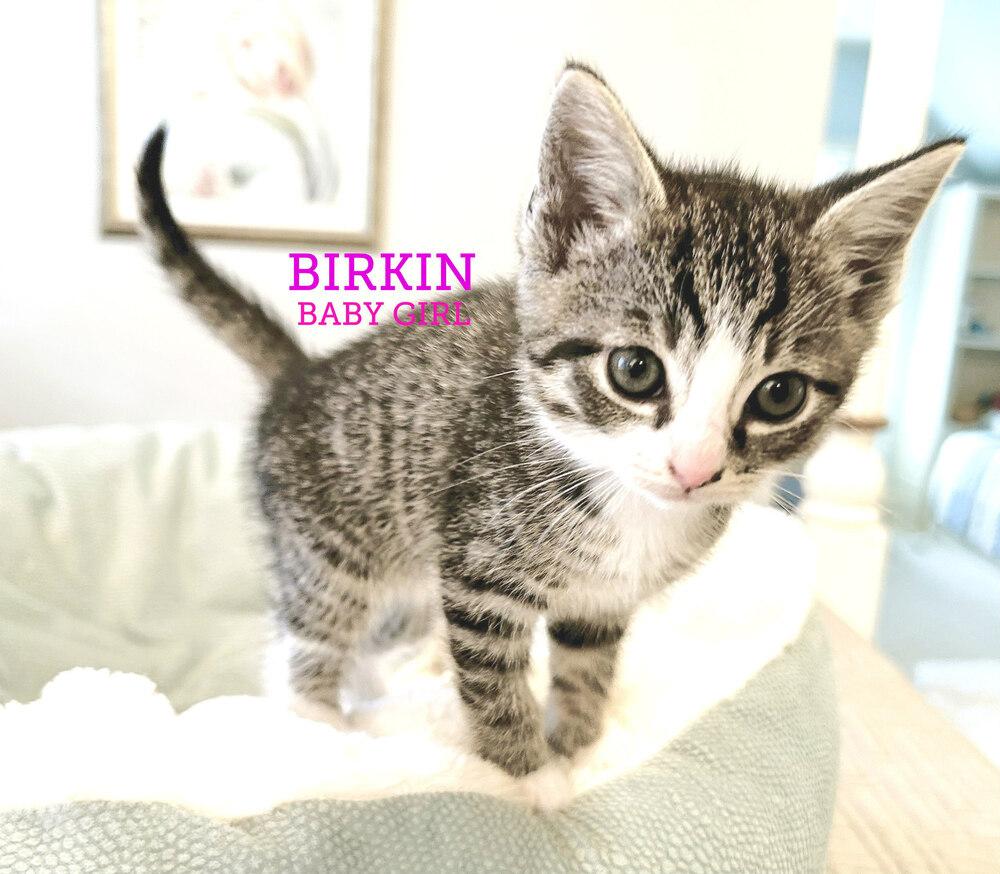 Birkin, a Adoptable Domestic Short Hair in Mooresville, NC image 2/2