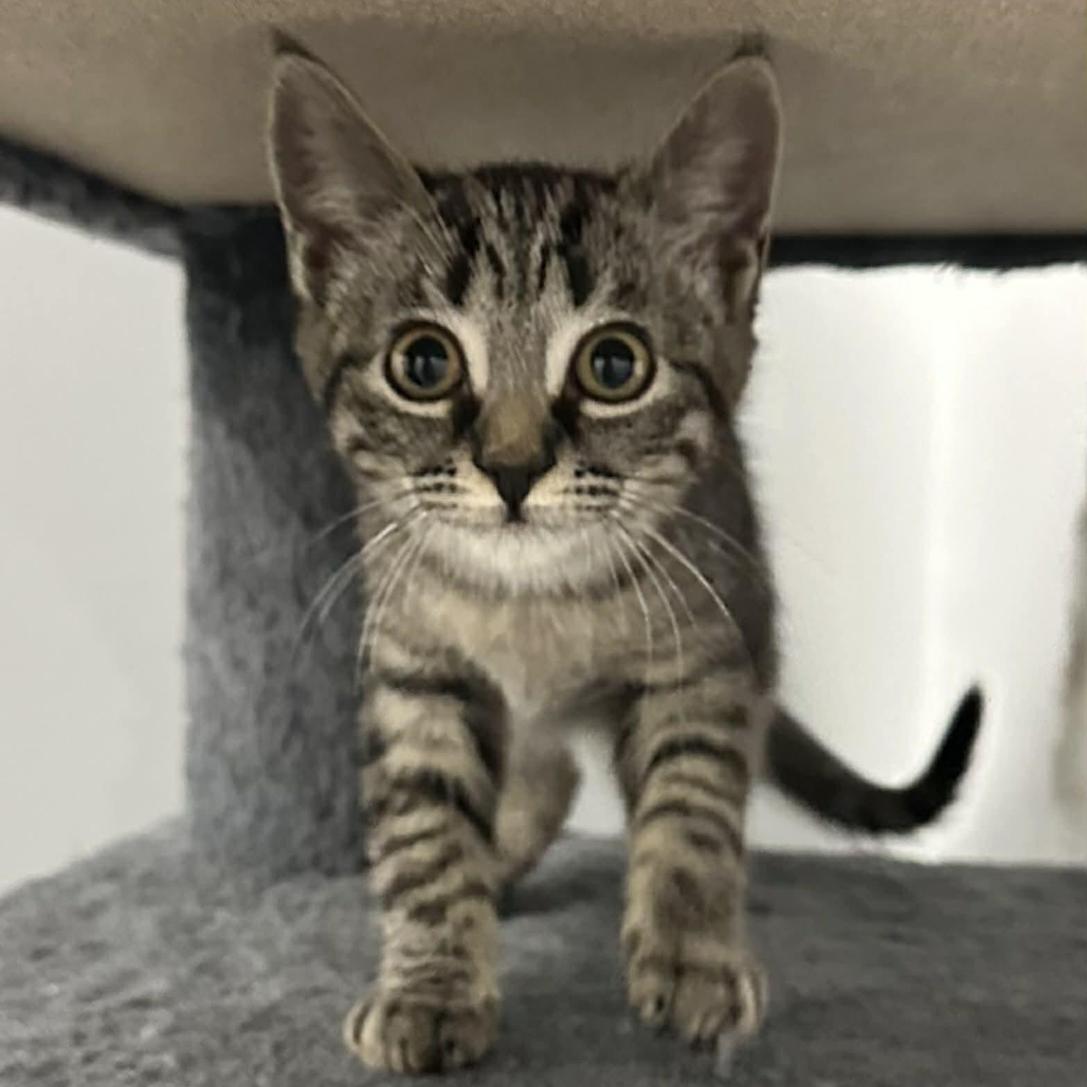 Flynne, an adopted American Shorthair in Danbury, CT image 1/5