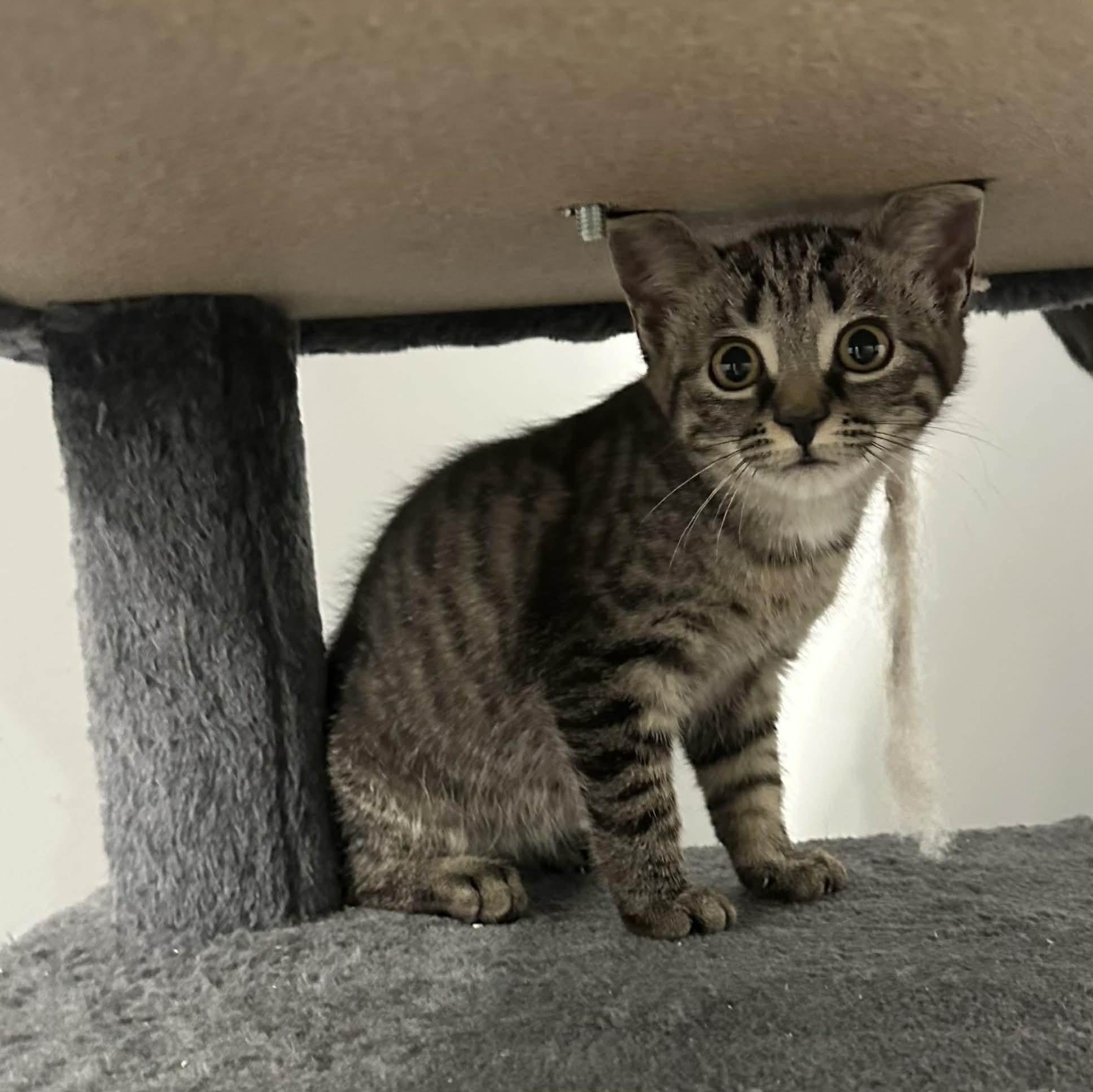 Flynne, an adopted American Shorthair in Danbury, CT image 3/5