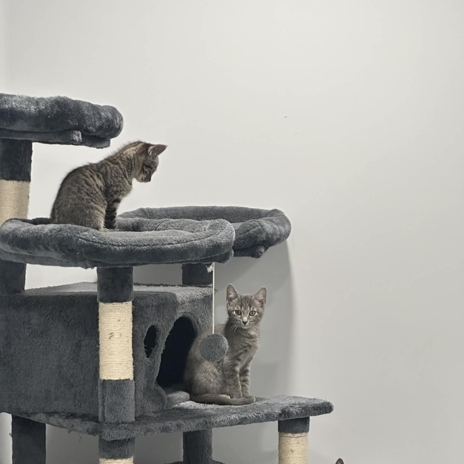 Flynne, an adopted American Shorthair in Danbury, CT image 5/5