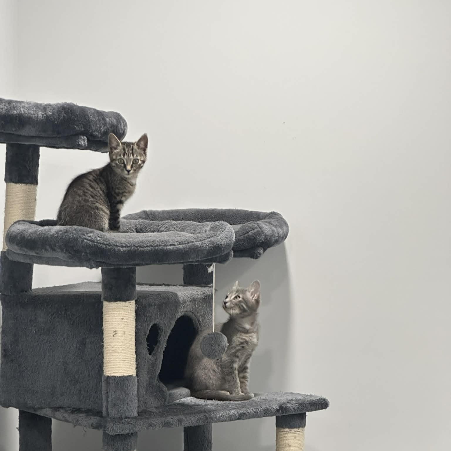 Flynne, an adopted American Shorthair in Danbury, CT image 4/5