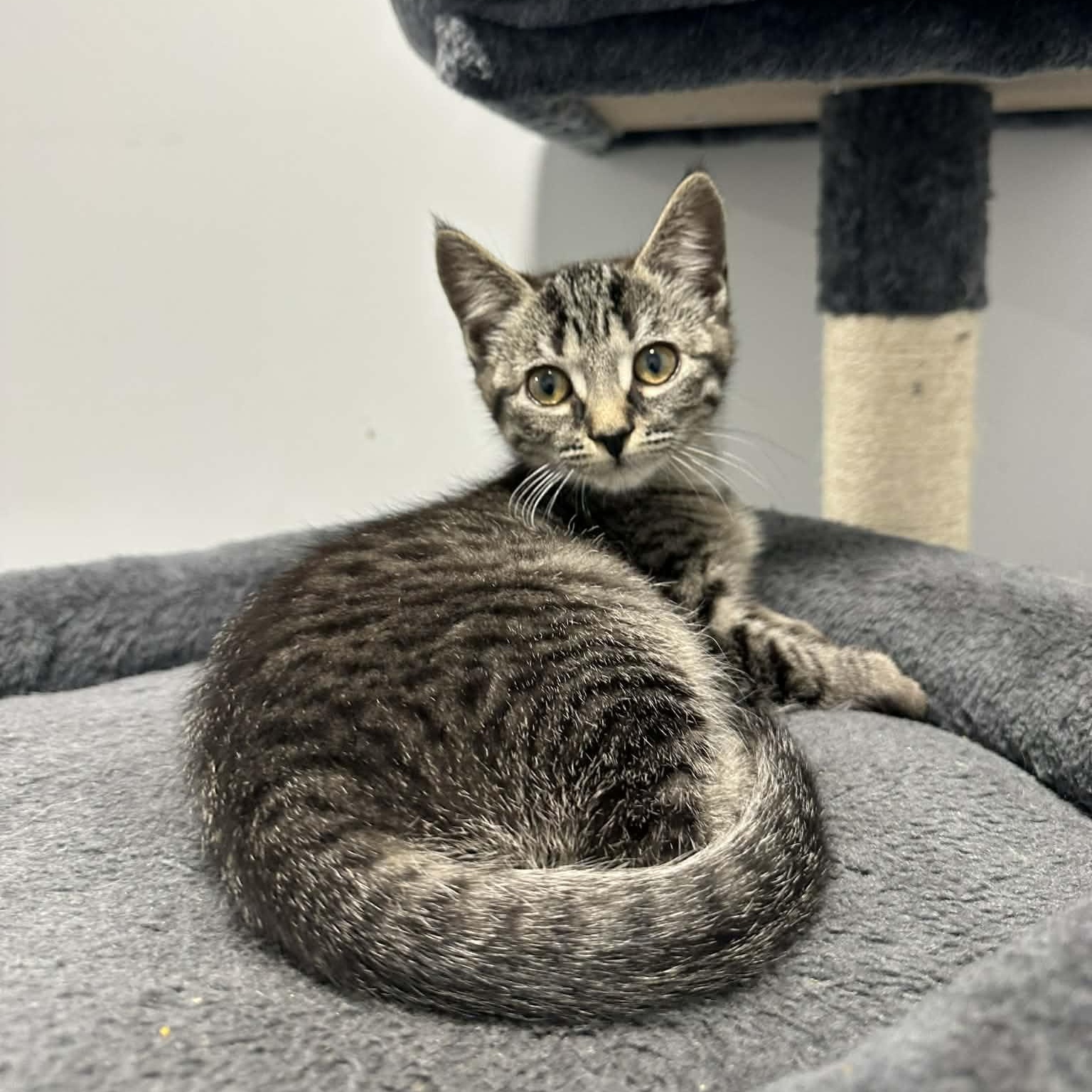 Flynne, an adopted American Shorthair in Danbury, CT image 2/5