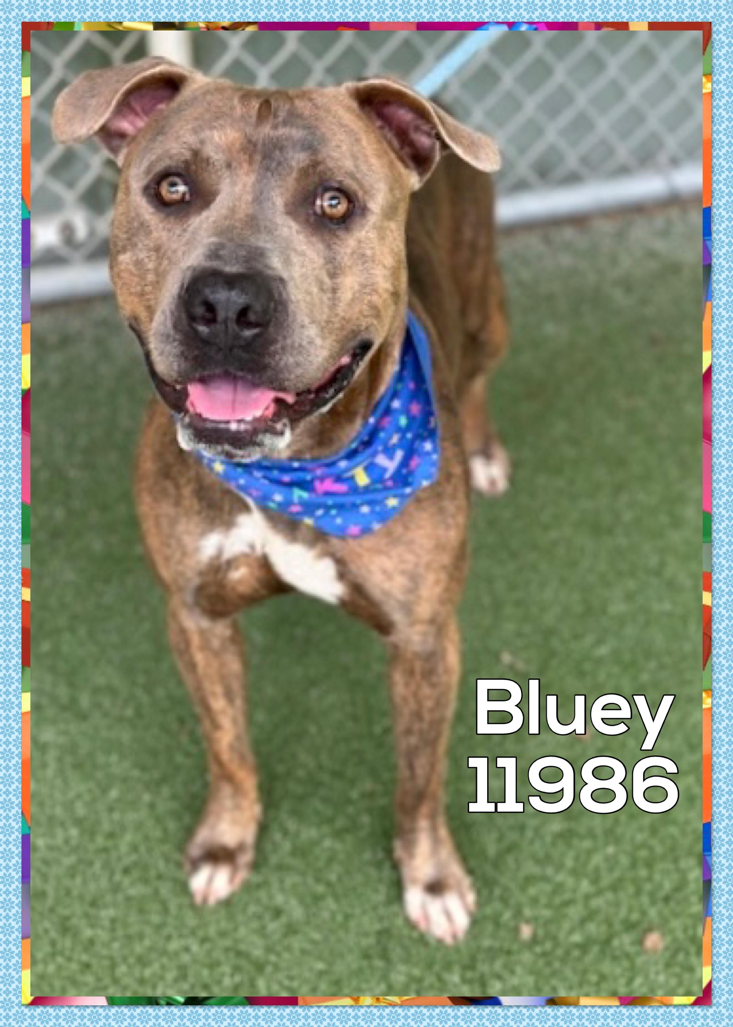 BLUEY