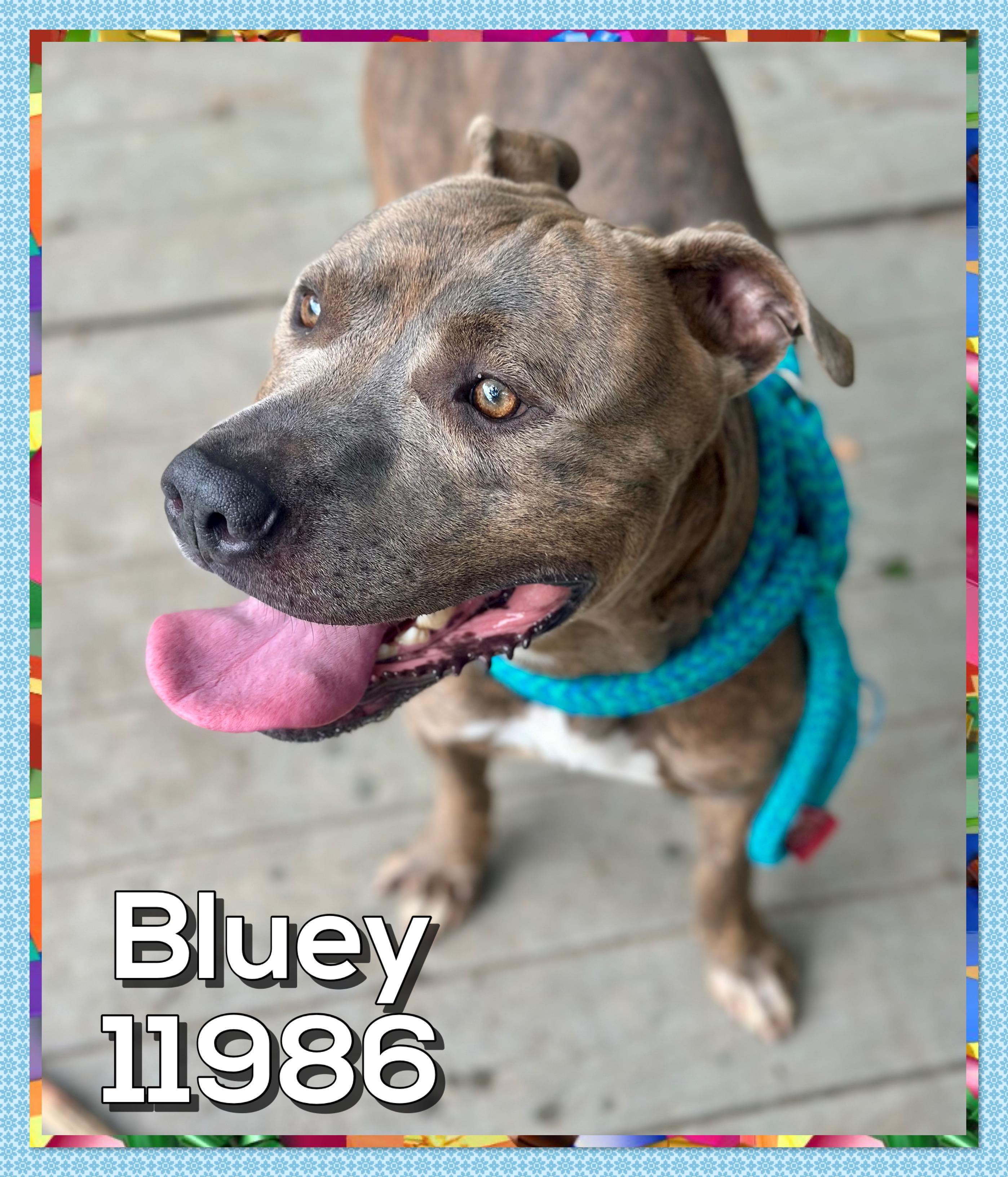 BLUEY