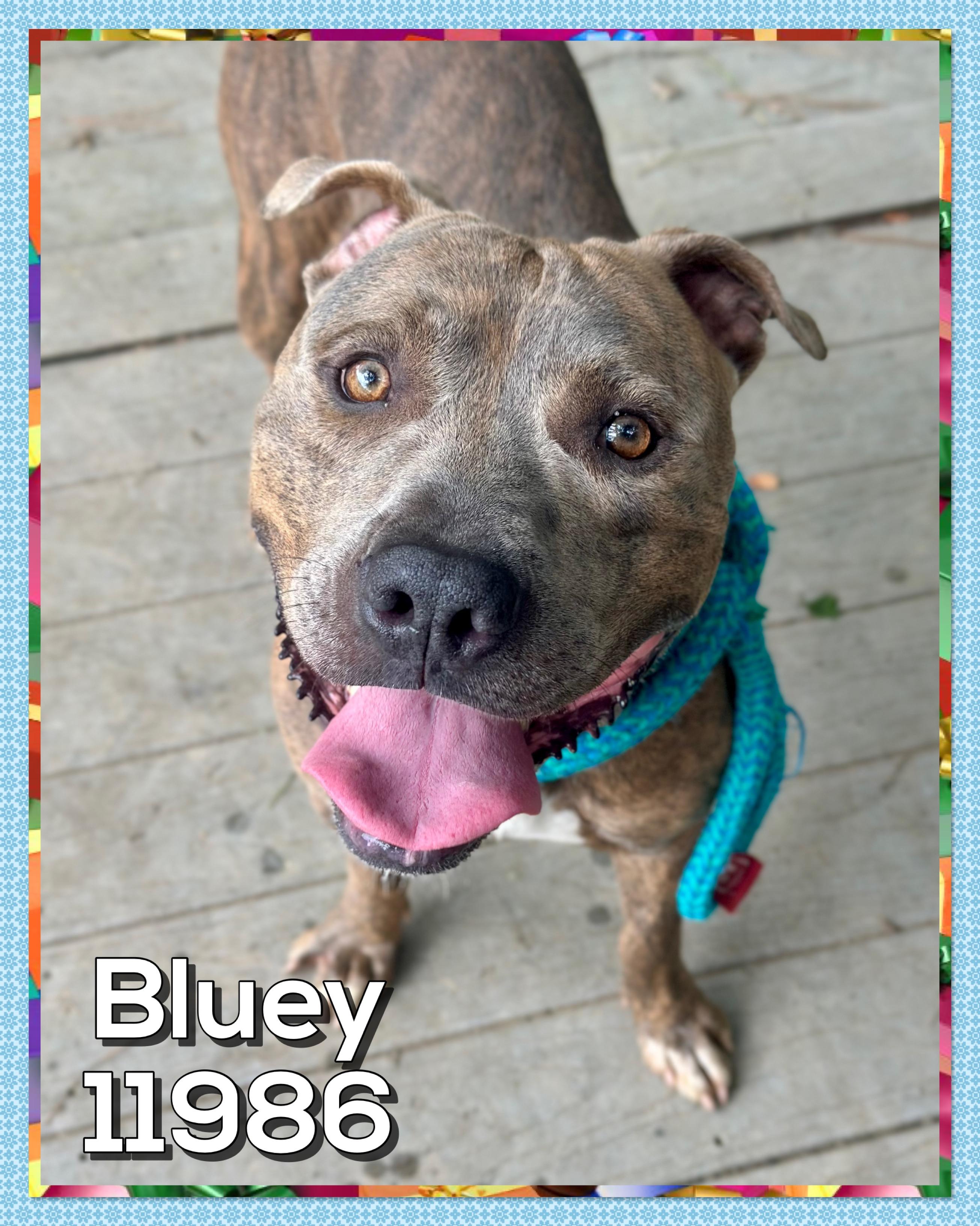 BLUEY