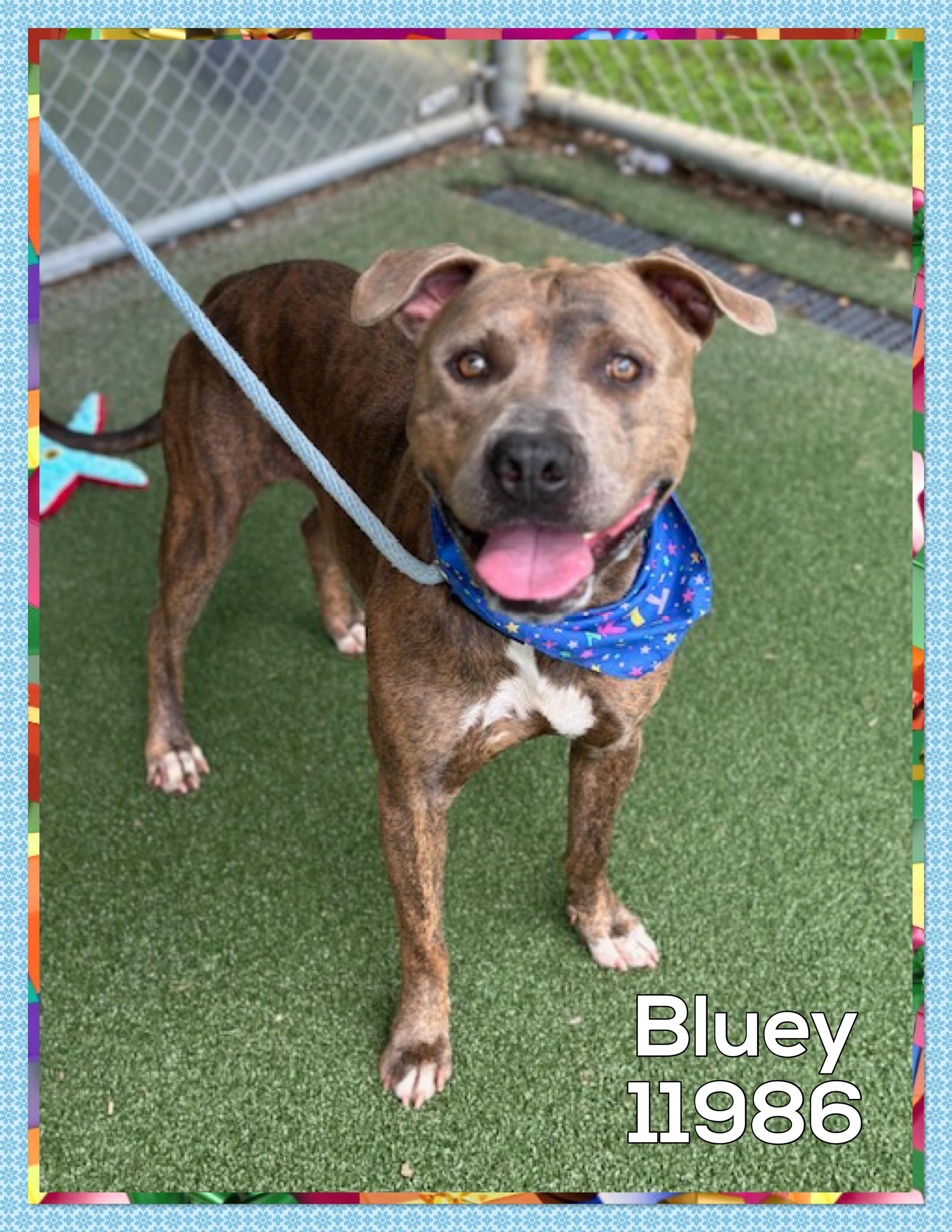 BLUEY