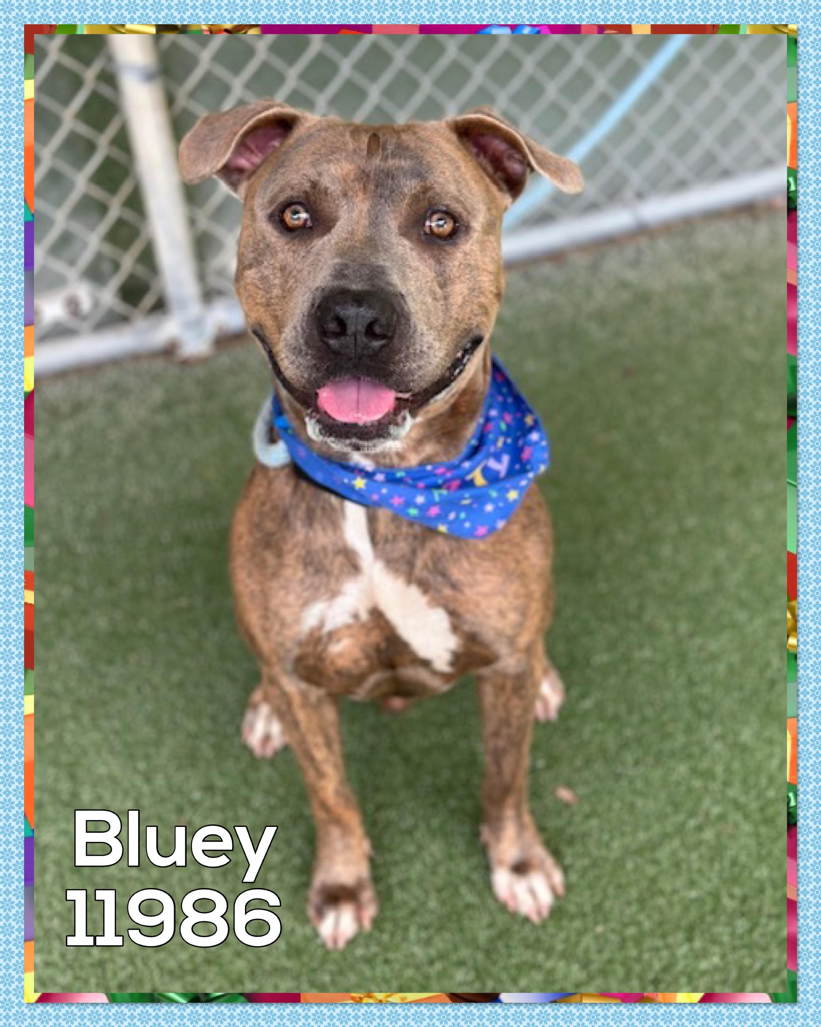 BLUEY