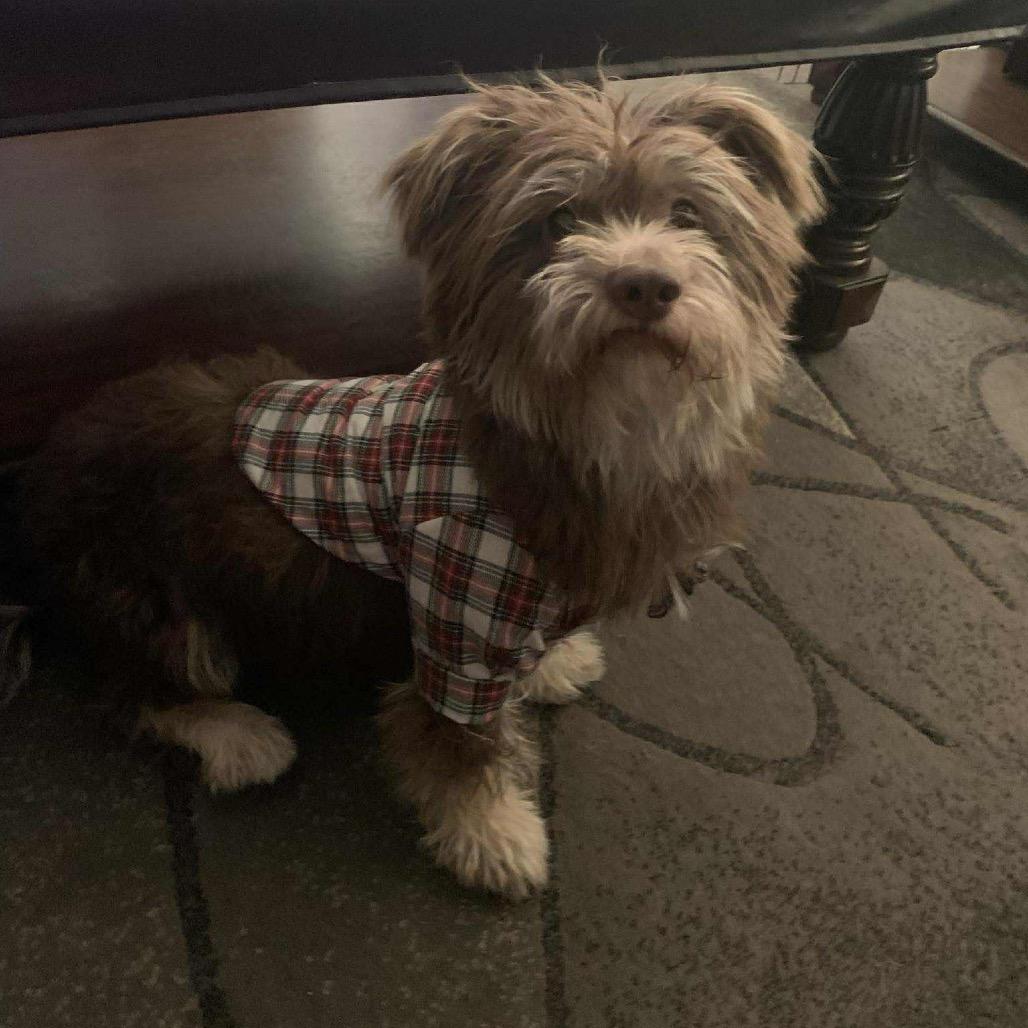 Yogi, Adoptable, Adult Male Terrier.