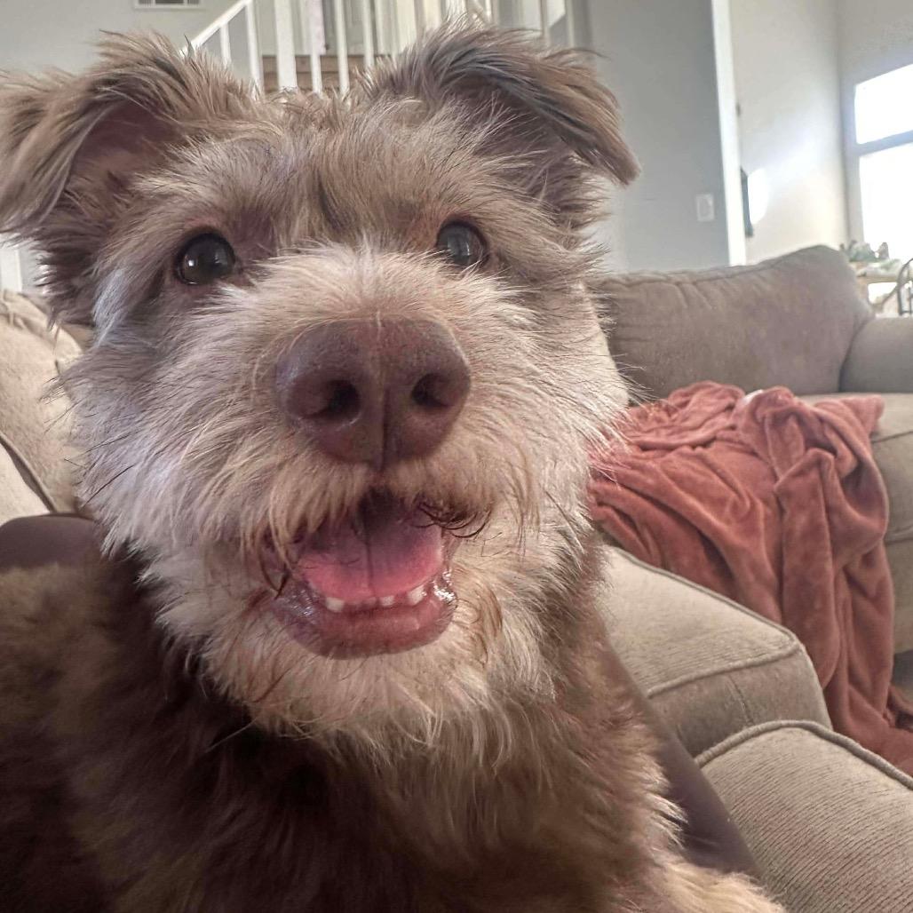 Enlarge Yogi, a Adoptable Terrier in Las Vegas, NV image 2/6