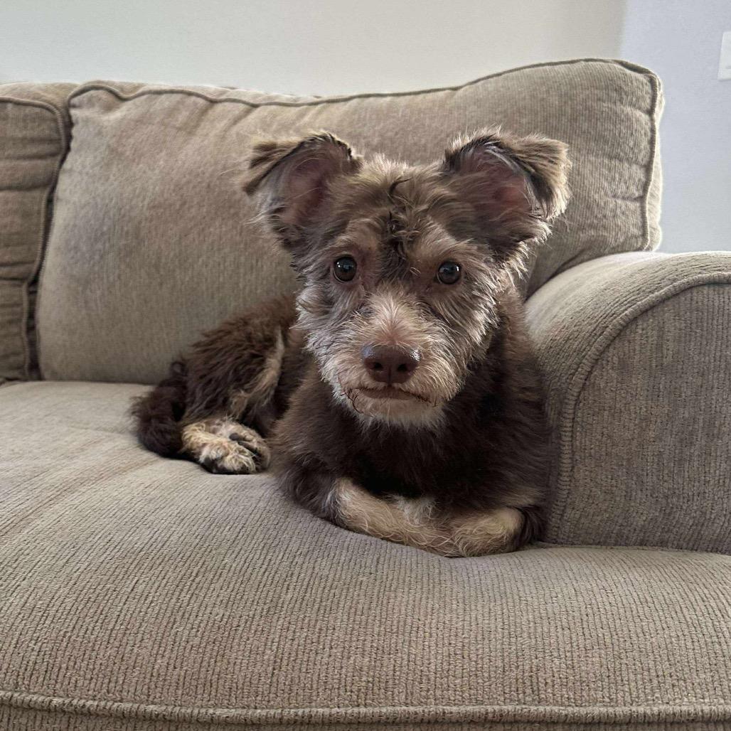 Enlarge Yogi, a Adoptable Terrier in Las Vegas, NV image 3/6