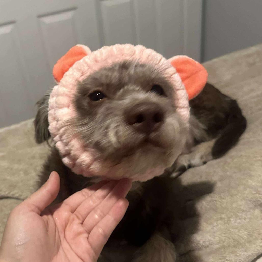 Enlarge Yogi, a Adoptable Terrier in Las Vegas, NV image 4/6