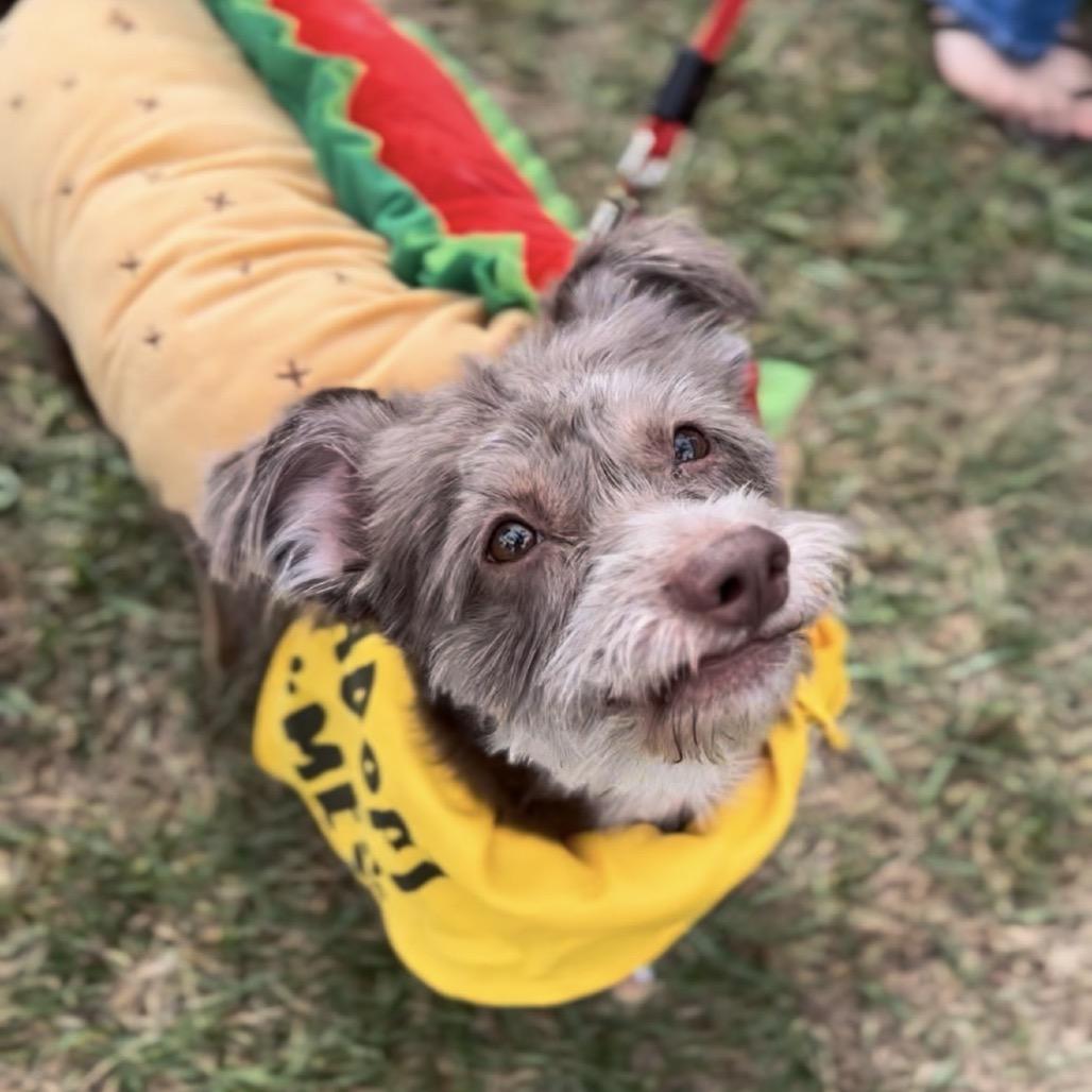 Enlarge Yogi, a Adoptable Terrier in Las Vegas, NV image 5/6