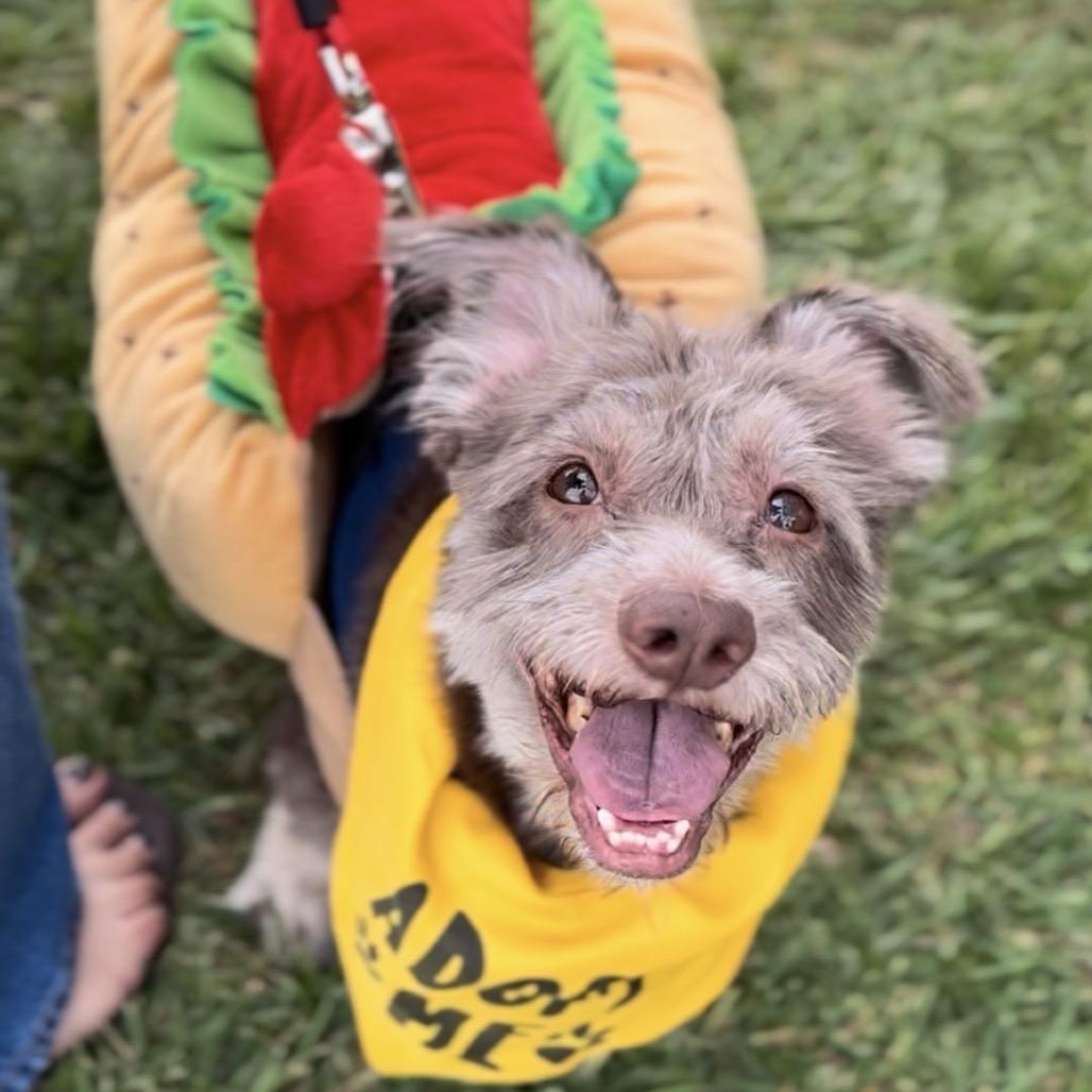 Enlarge Yogi, a Adoptable Terrier in Las Vegas, NV image 6/6