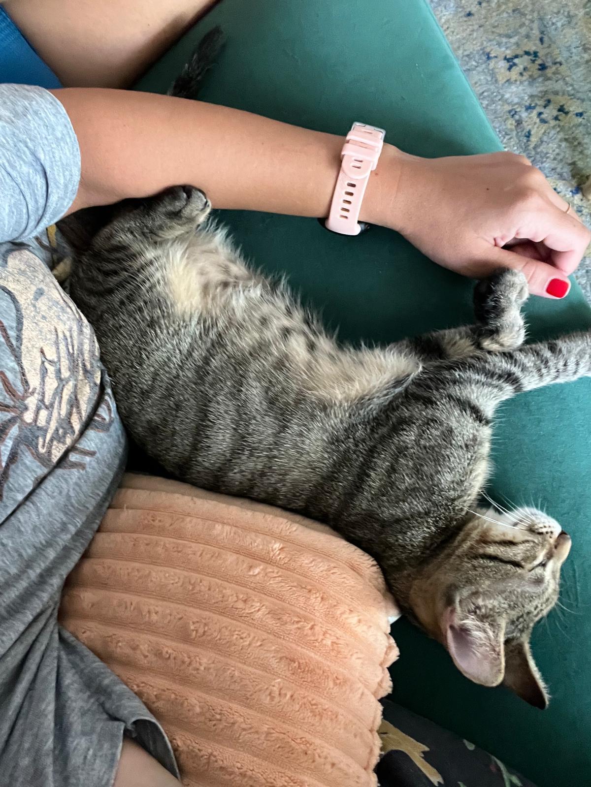 Zinnia, a Adoptable Domestic Short Hair in Miami Beach, FL image 2/6