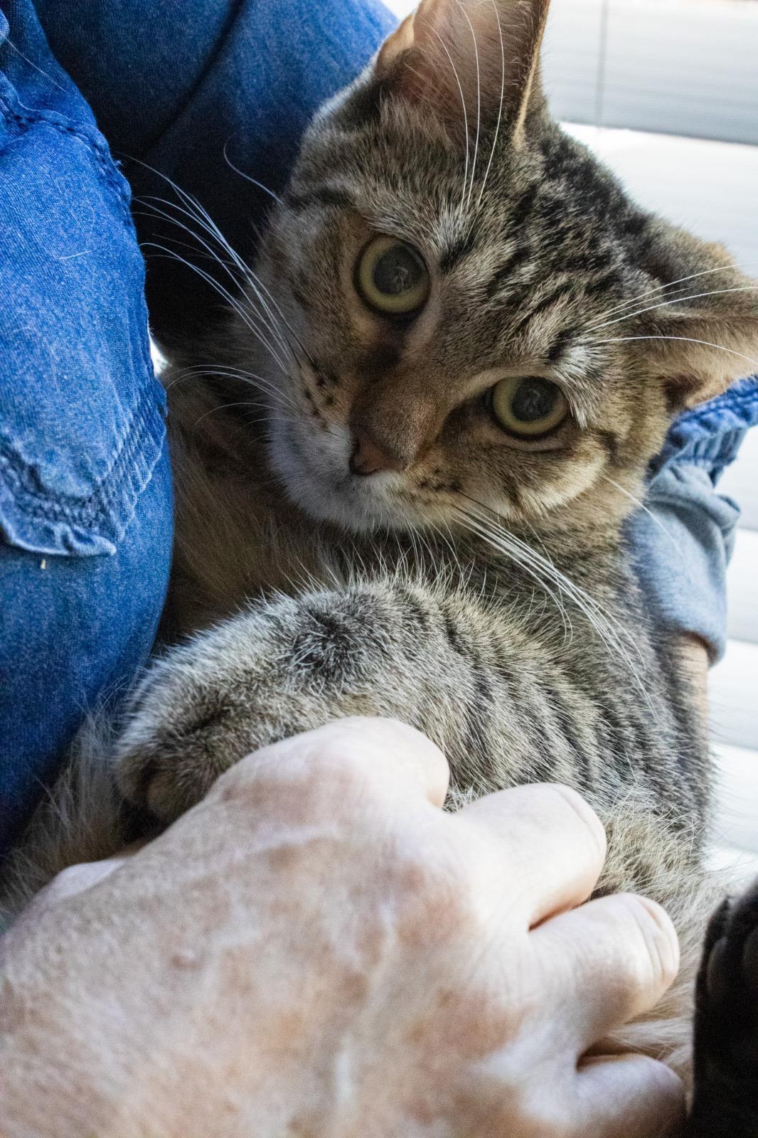 Zinnia, a Adoptable Domestic Short Hair in Miami Beach, FL image 5/6