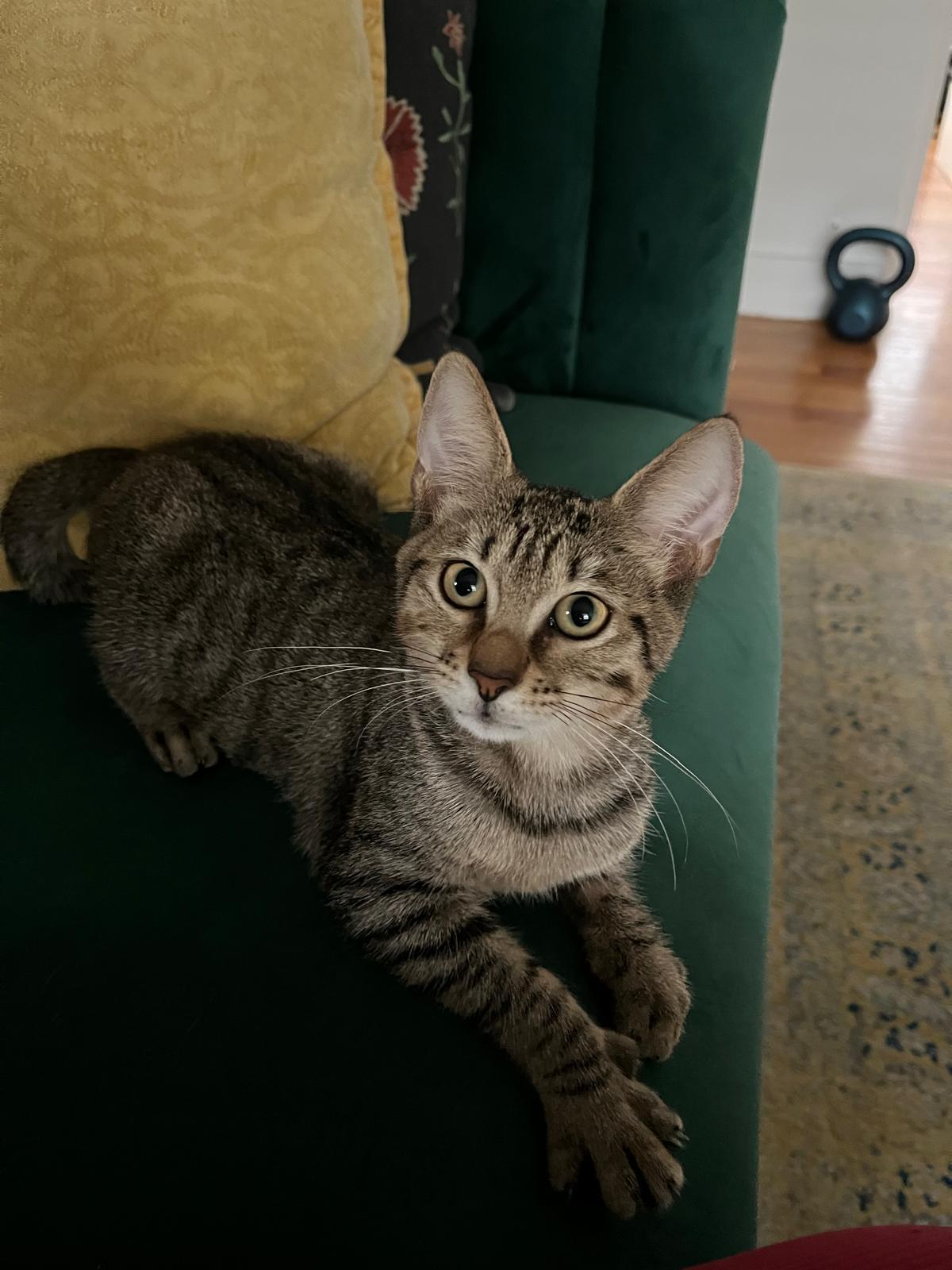 Zinnia, a Adoptable Domestic Short Hair in Miami Beach, FL image 3/6