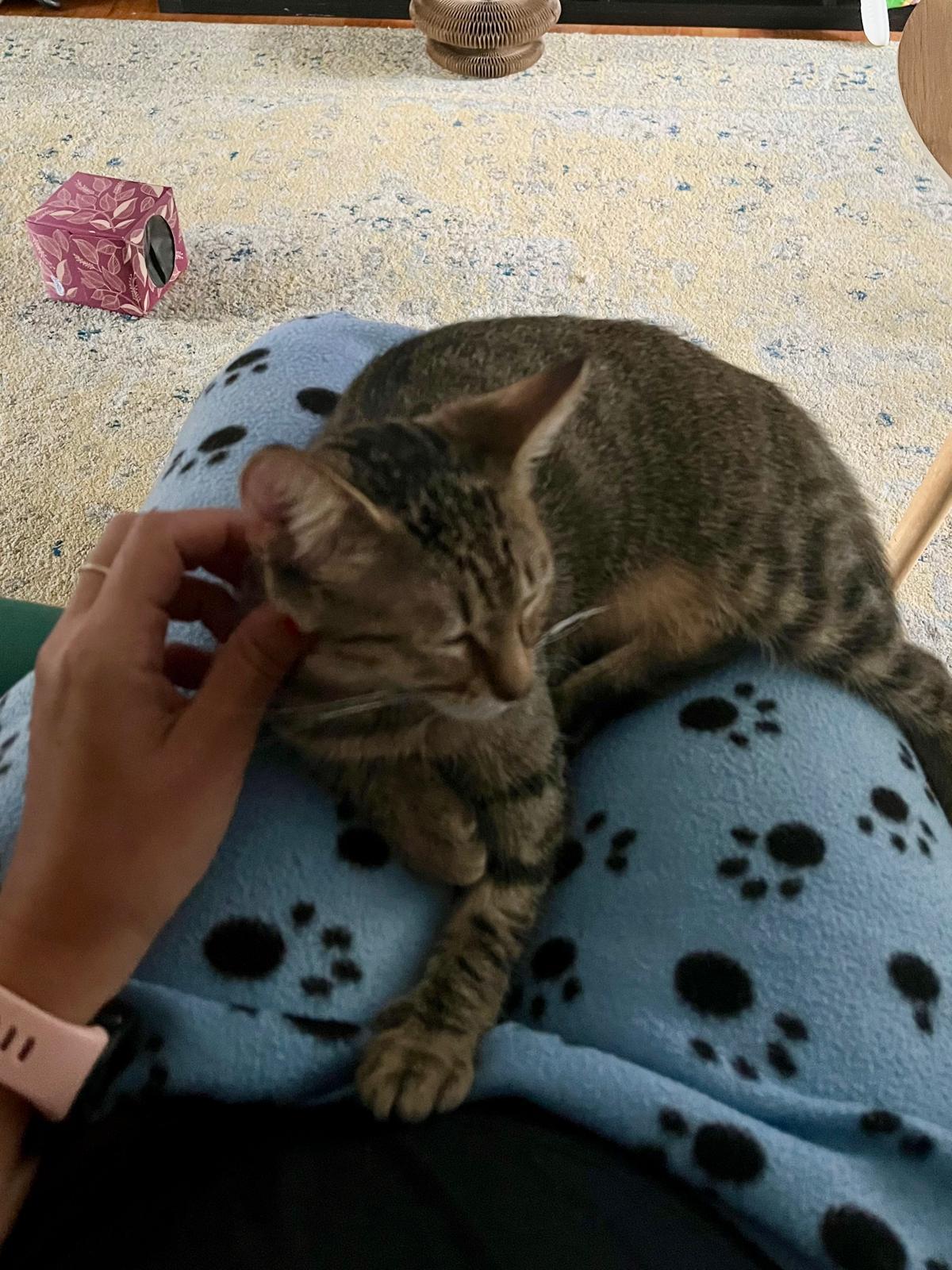 Zinnia, a Adoptable Domestic Short Hair in Miami Beach, FL image 4/6