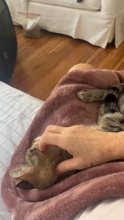 Enlarge Zinnia, a Adoptable Domestic Short Hair in Miami Beach, FL video 6/6